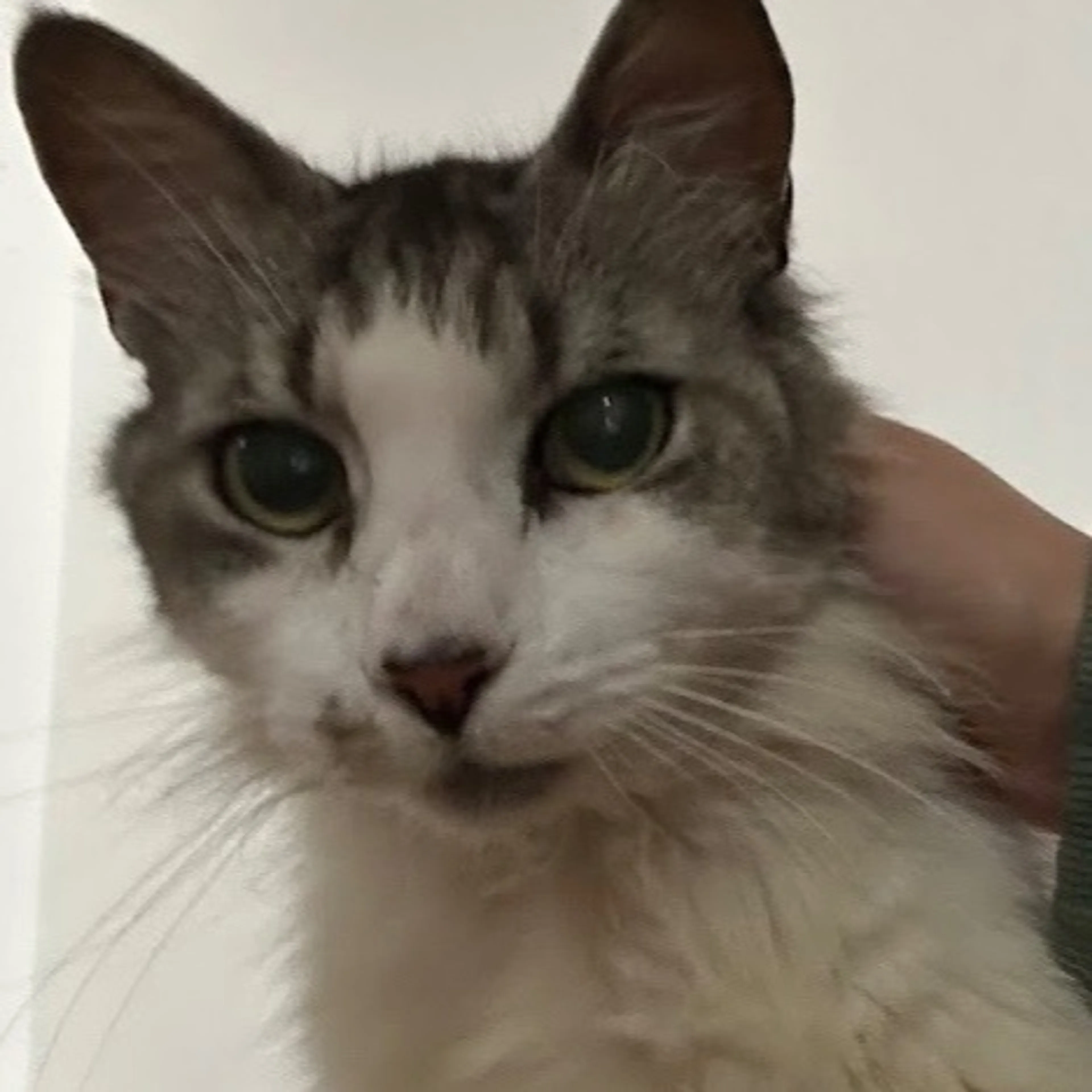 Lost pet