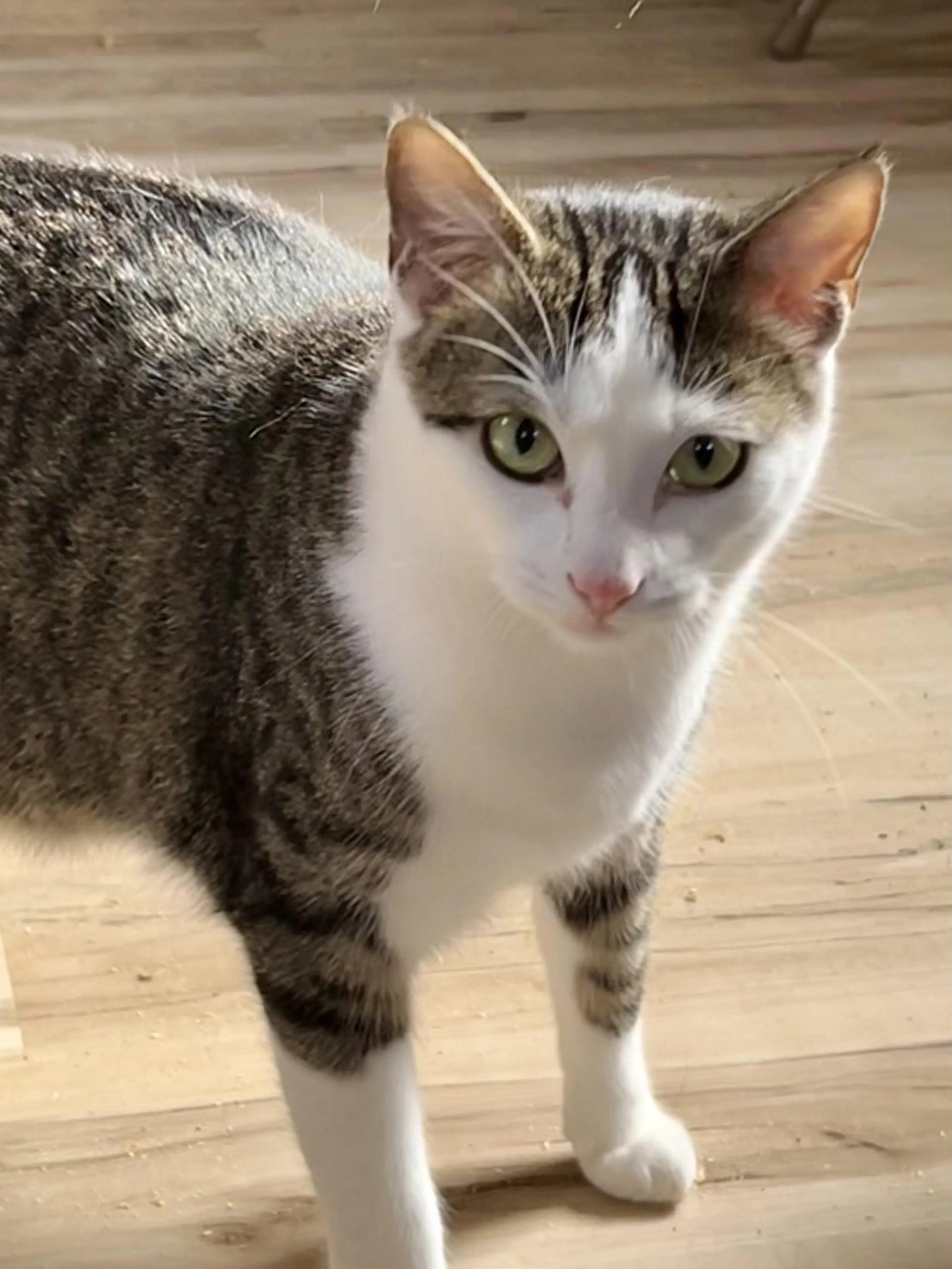 Found pet-1