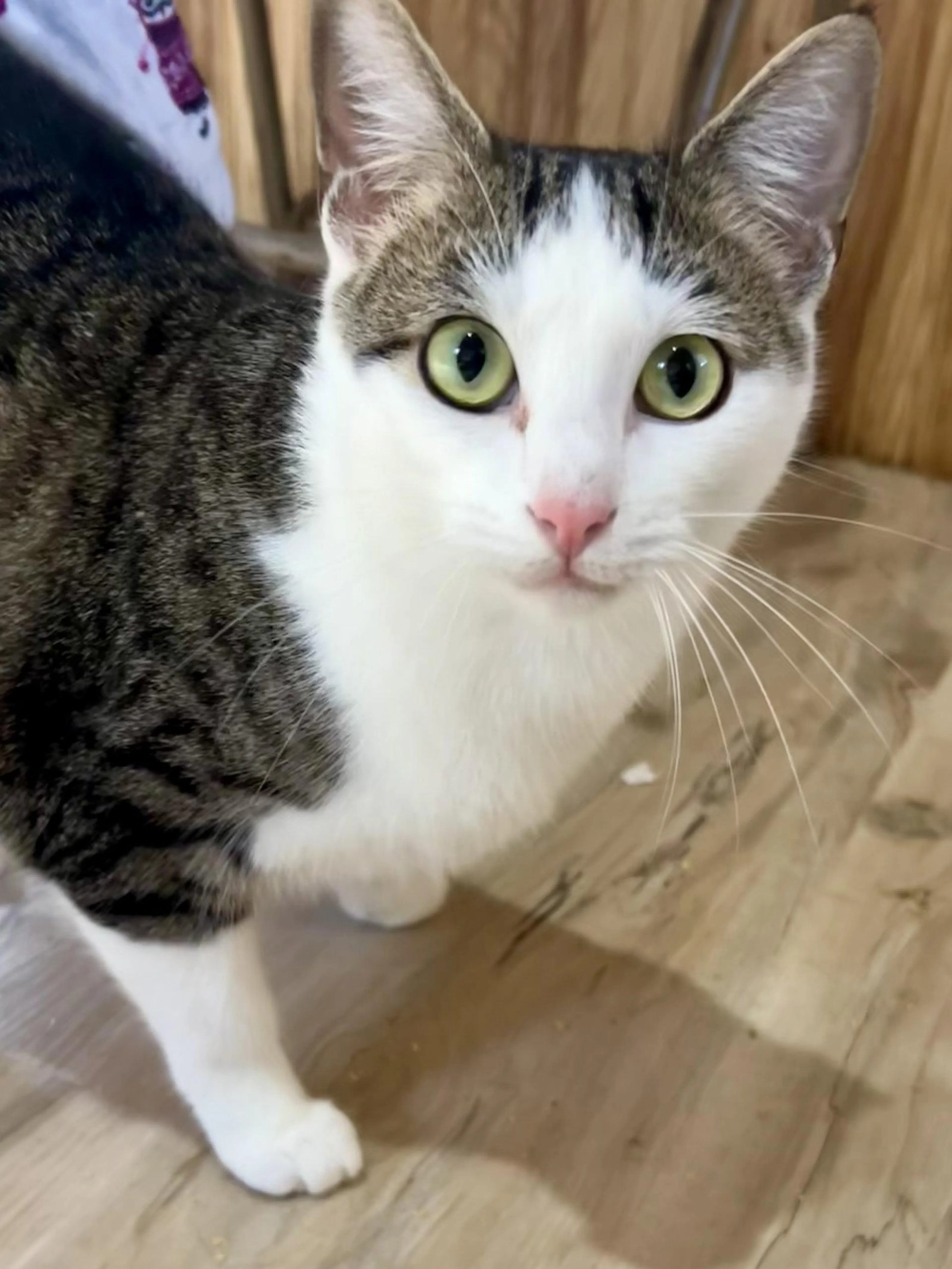 Found pet-2