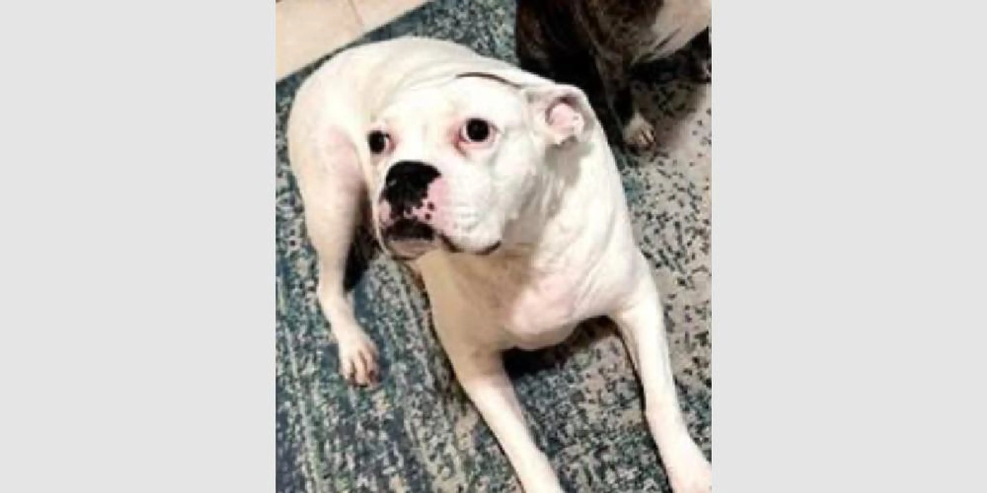 Found pet-4