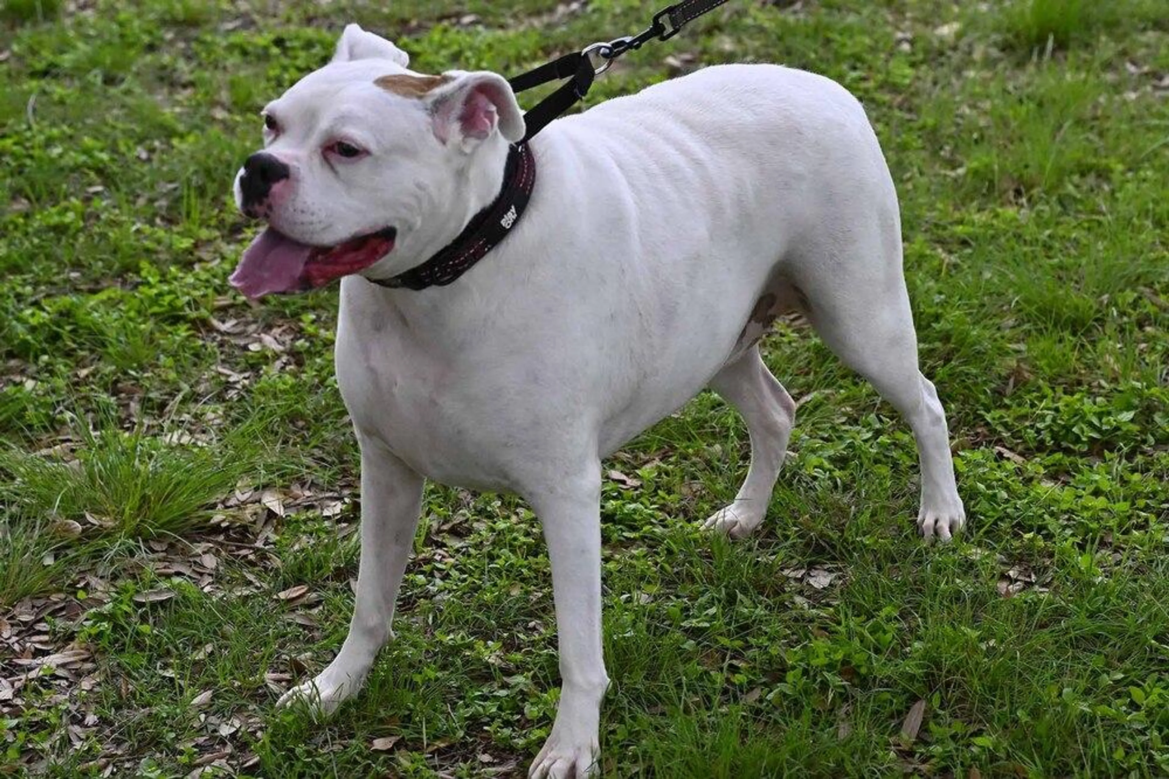 Found pet-1