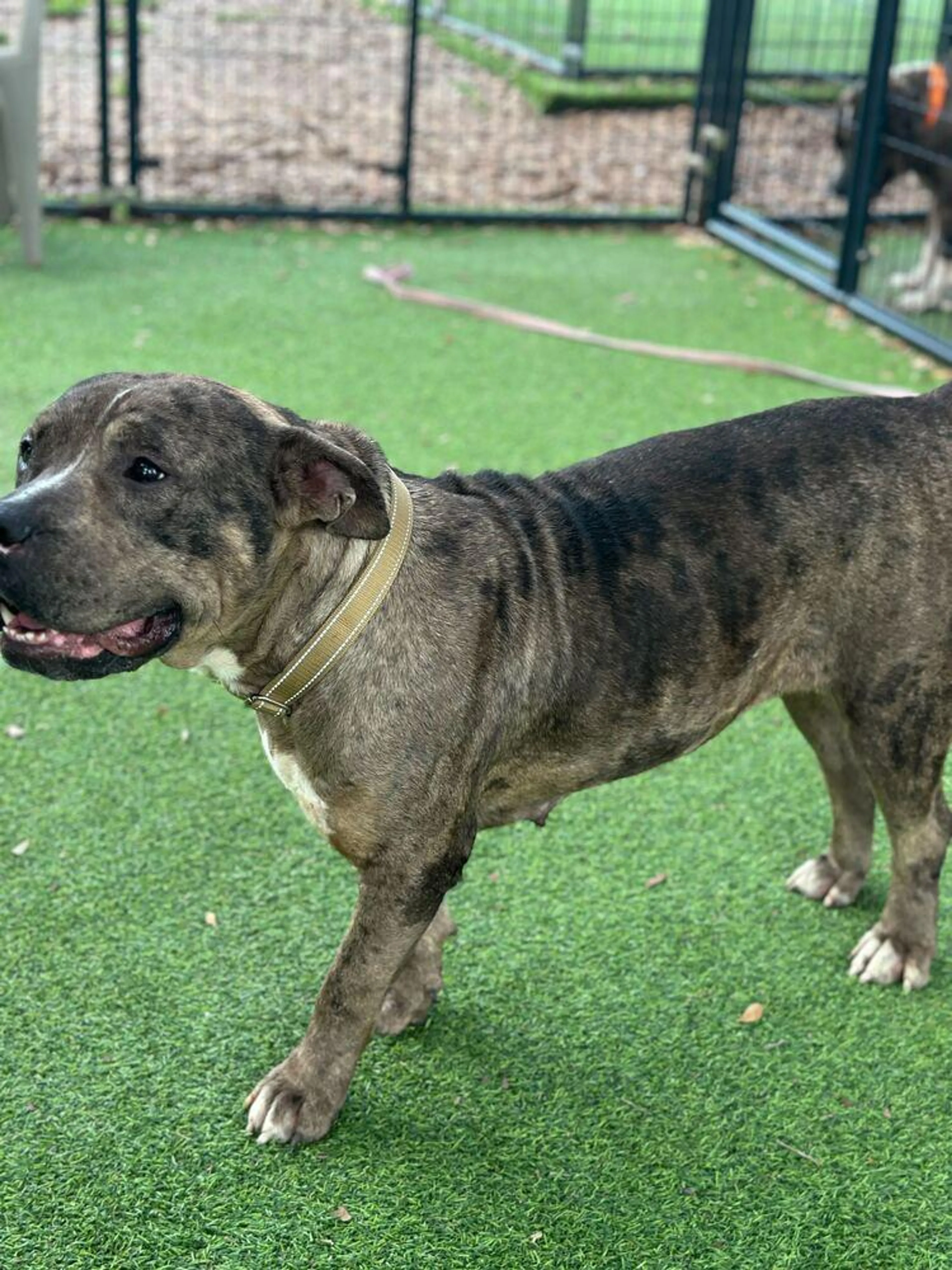 Found pet-5