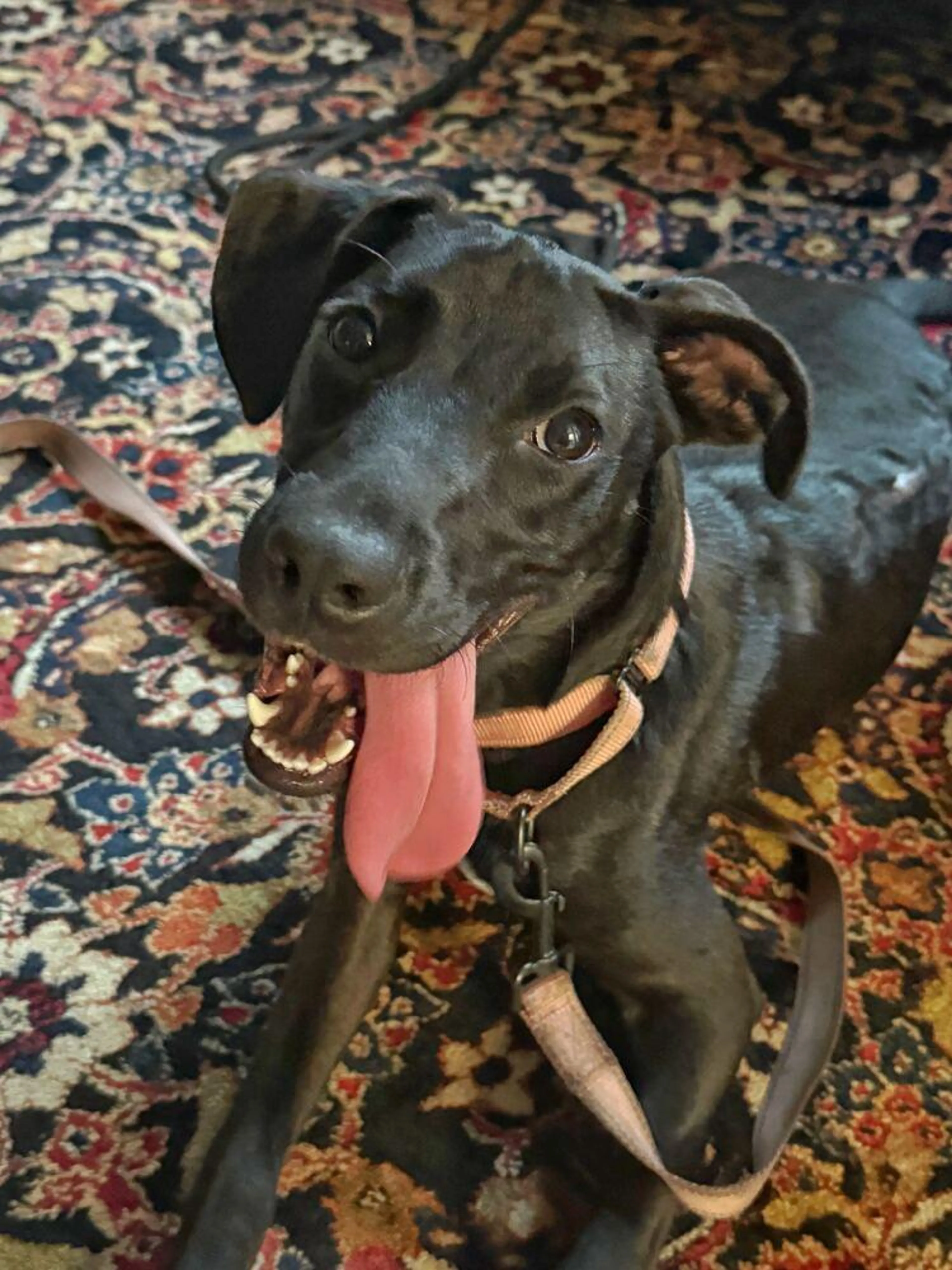 Found pet-0