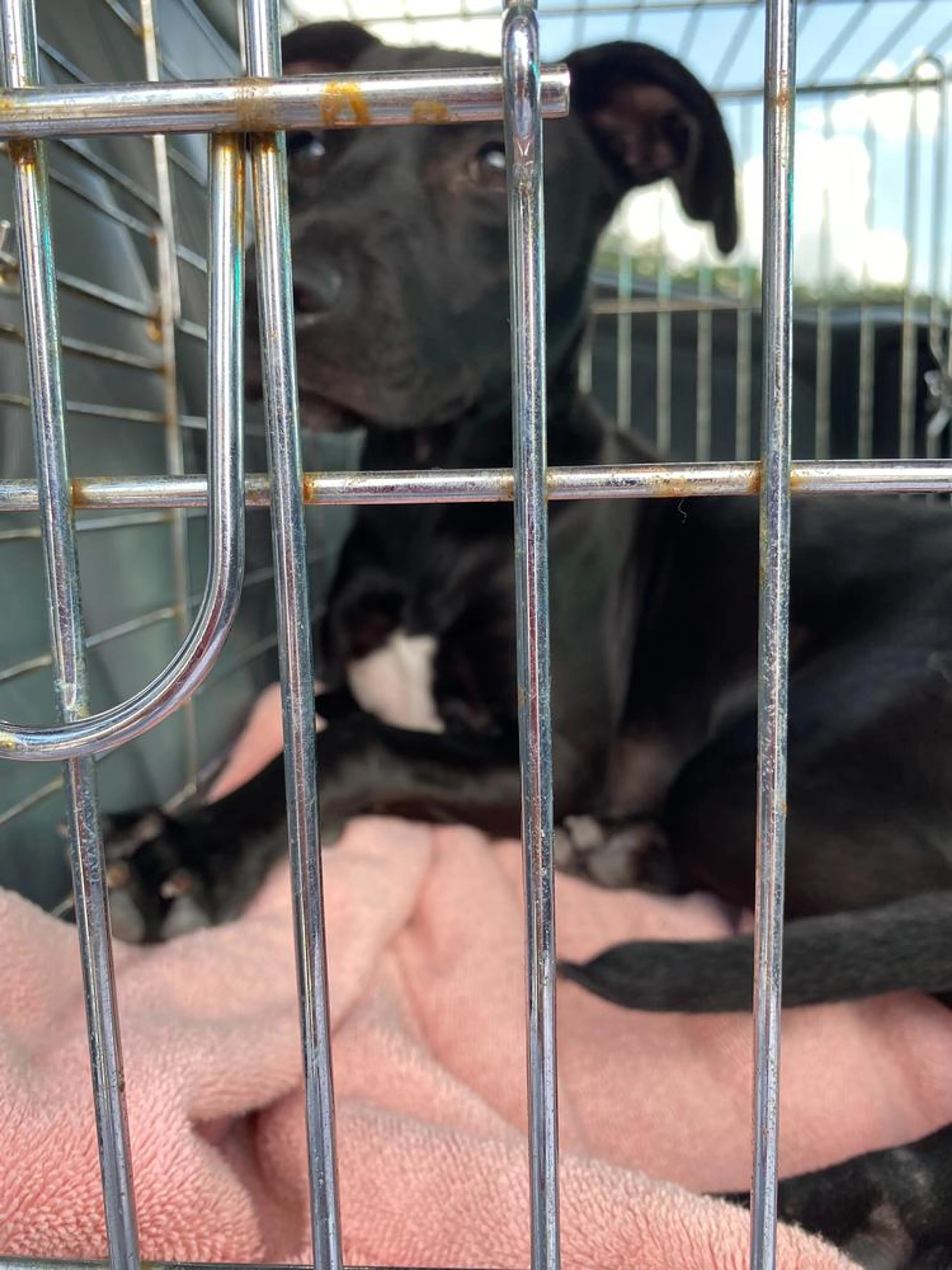 Found pet-3