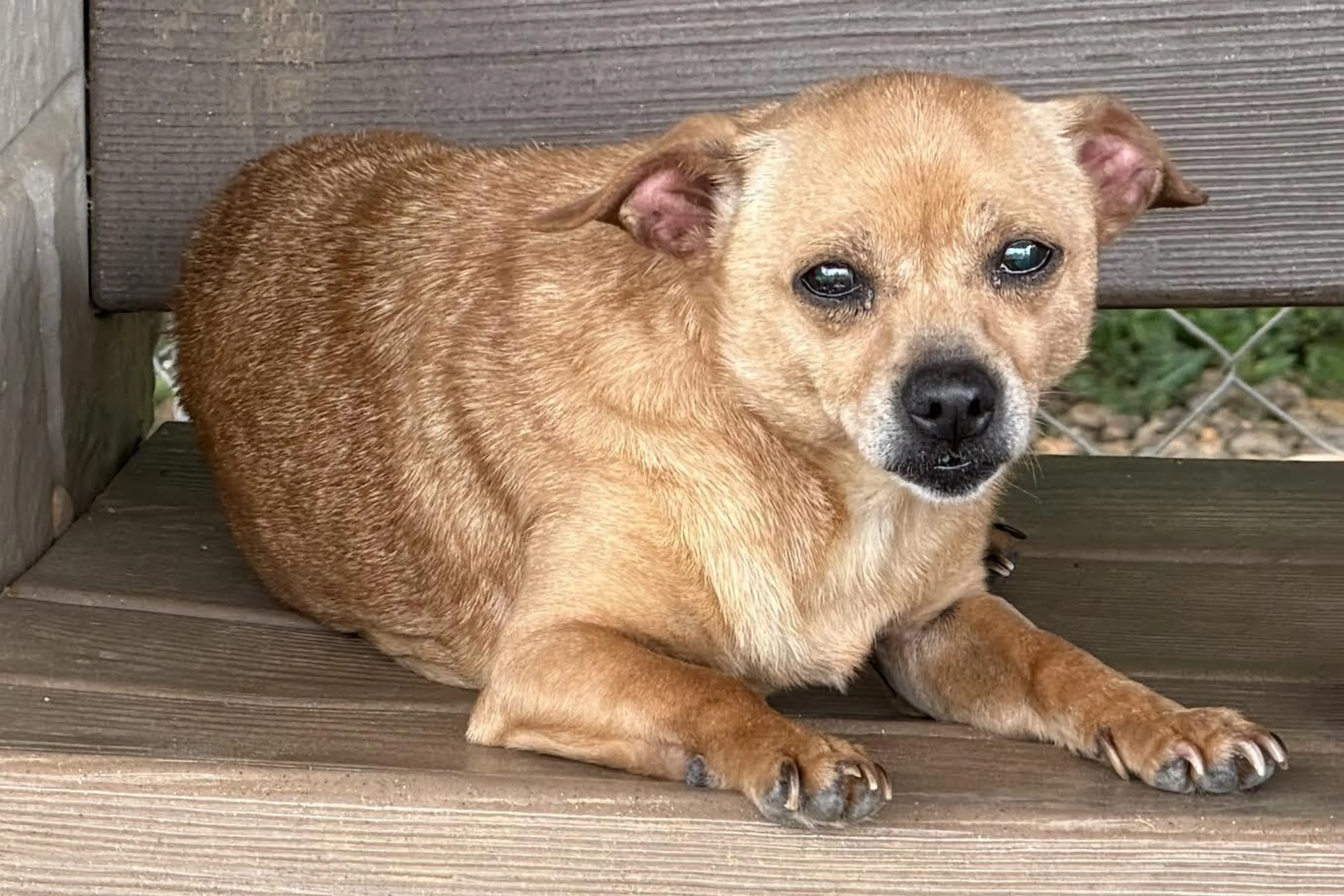 Found pet-1