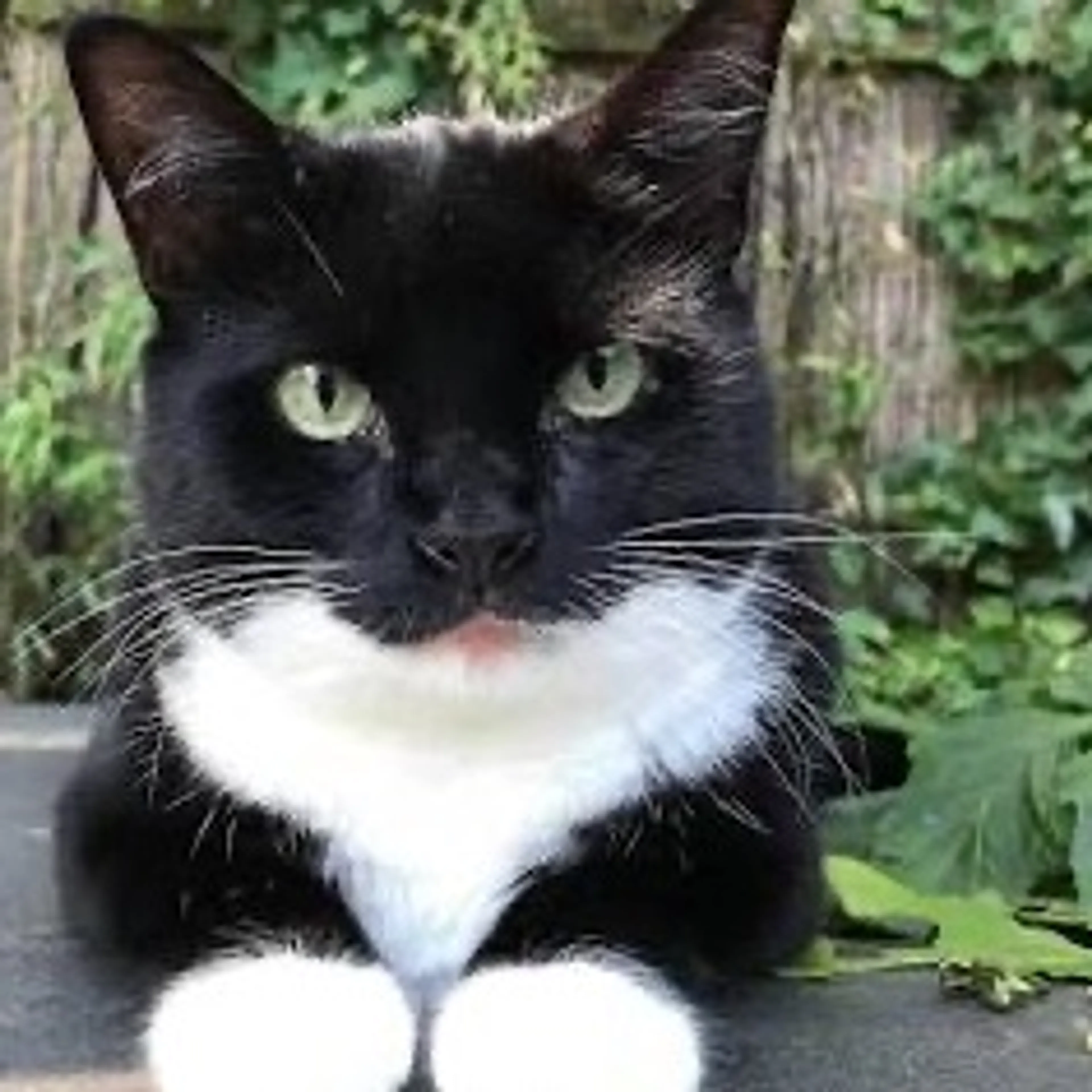 Lost pet