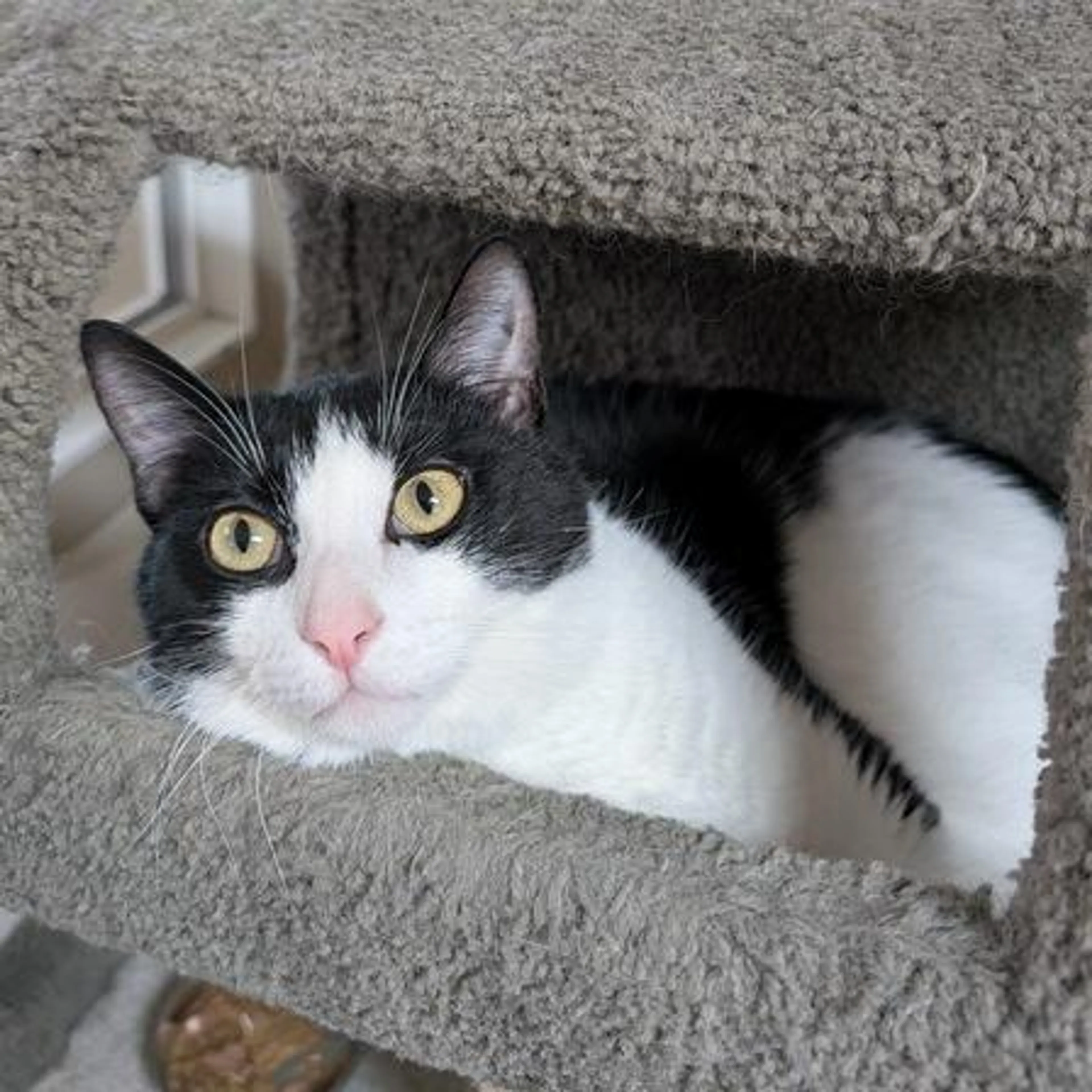 Found pet-1