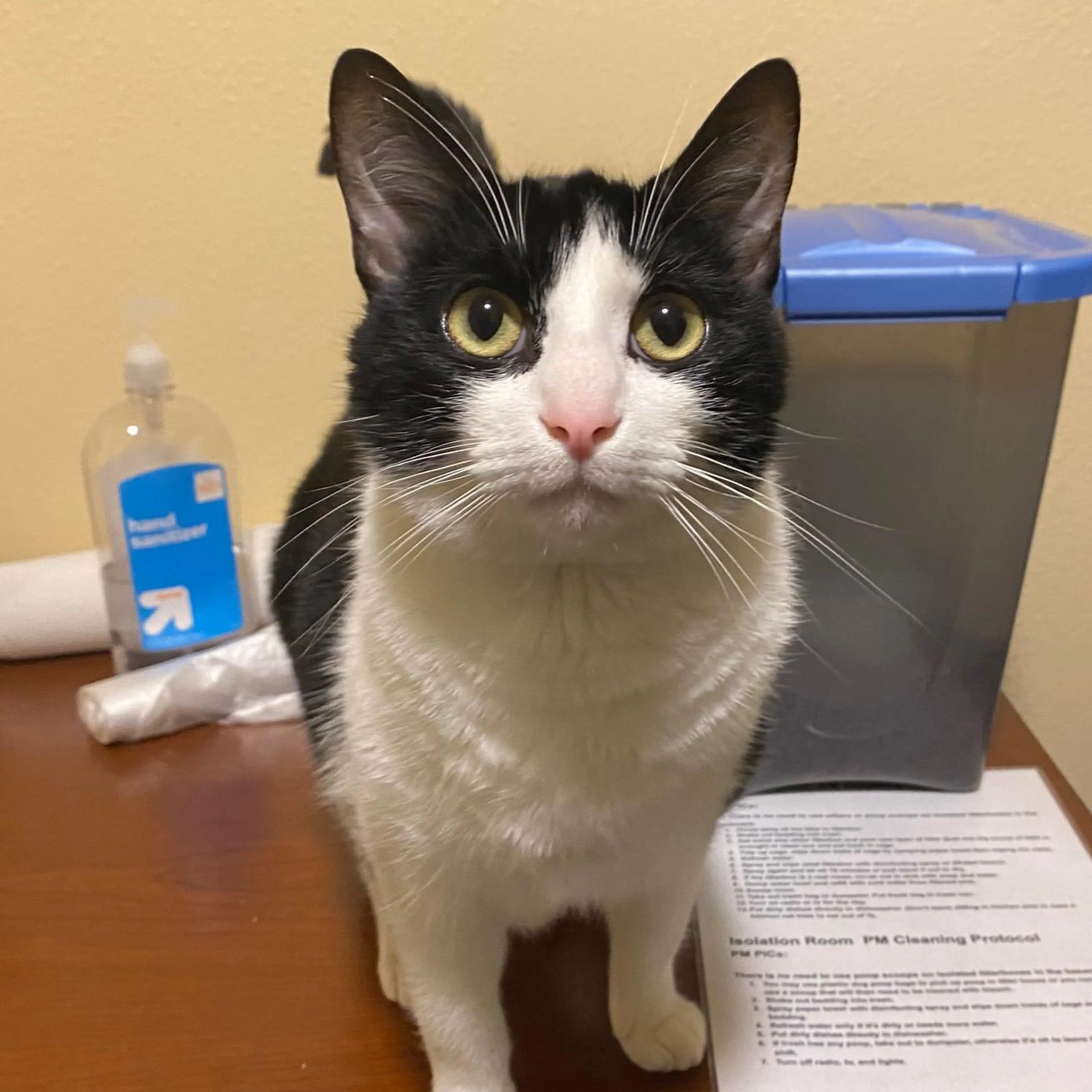 Found pet-2