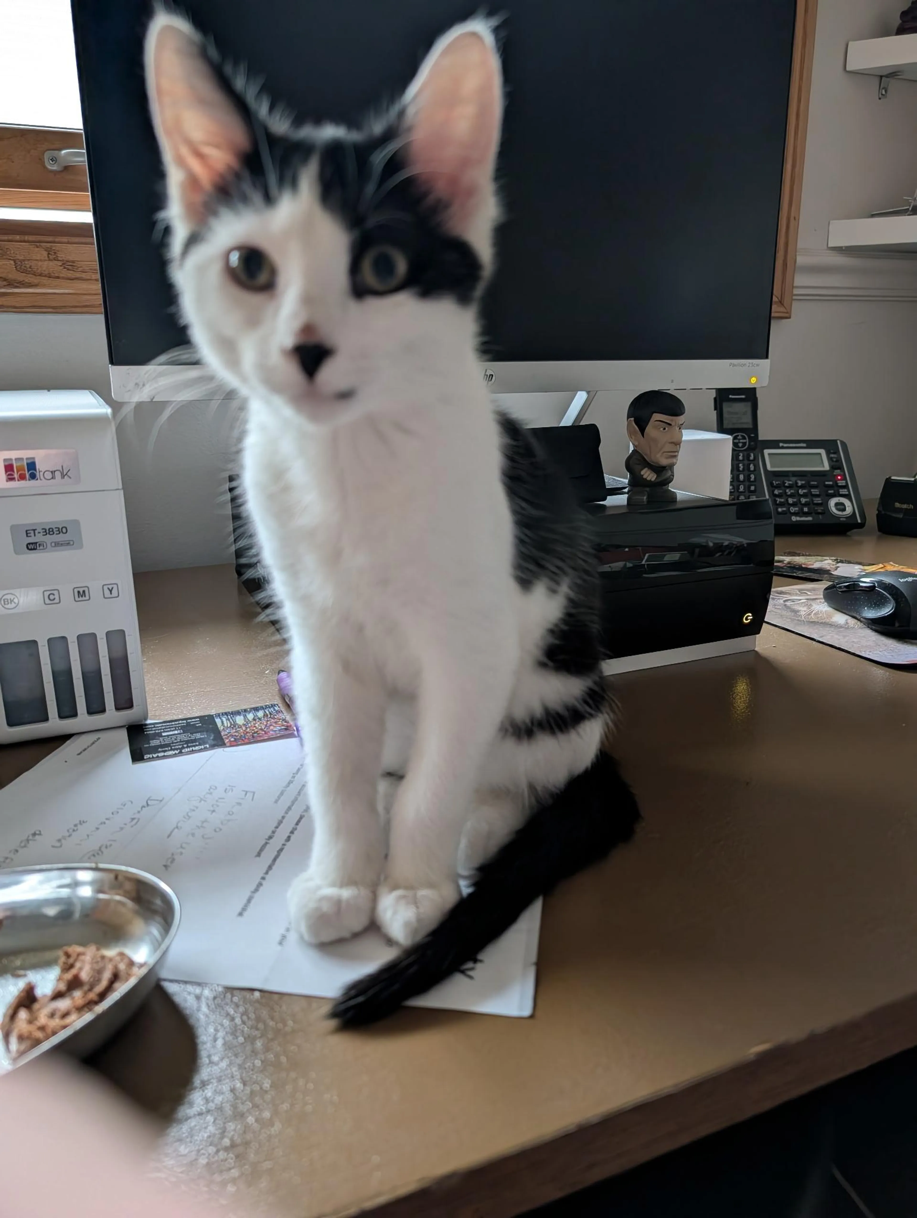 Found pet-2