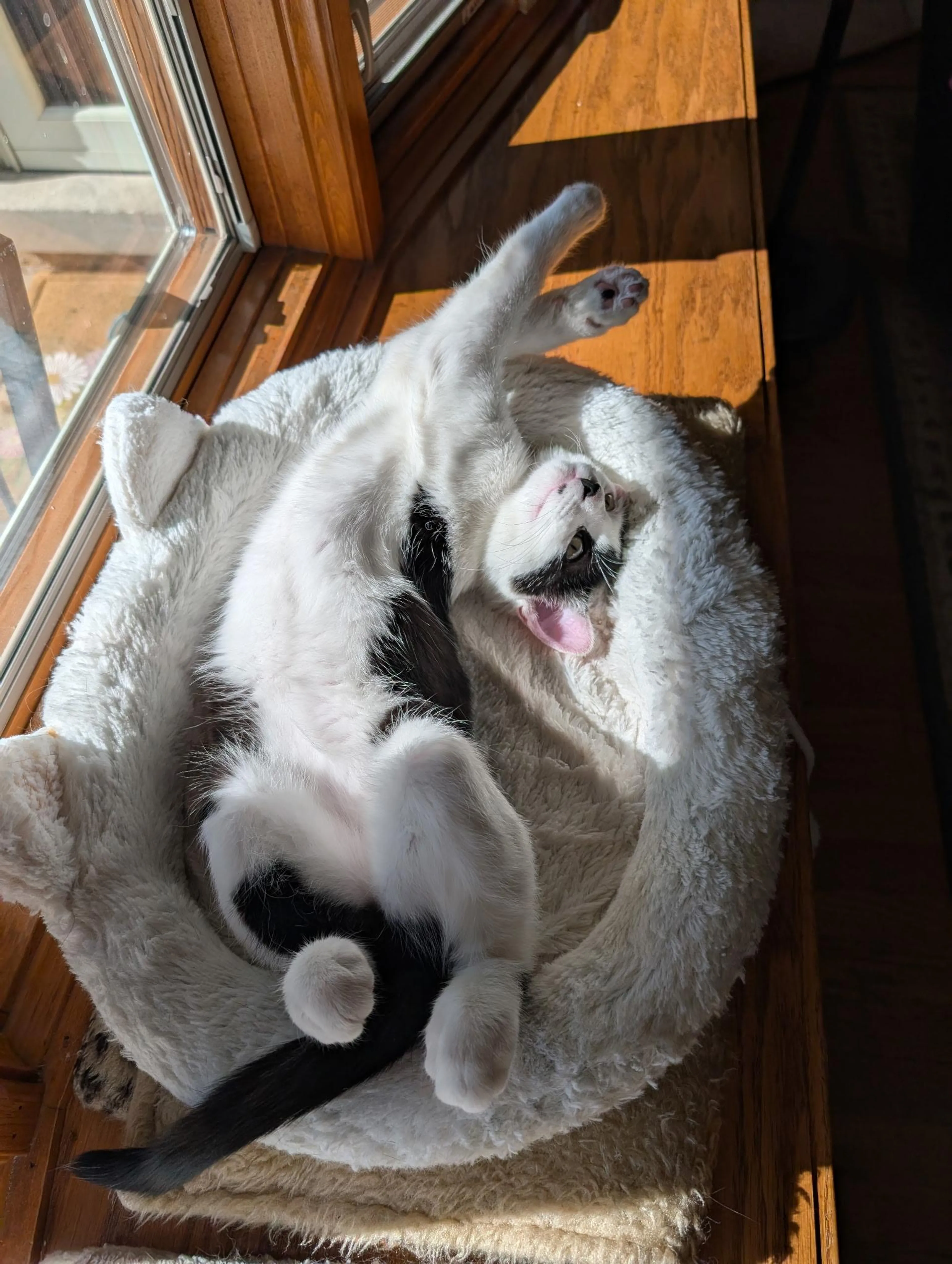Found pet-3