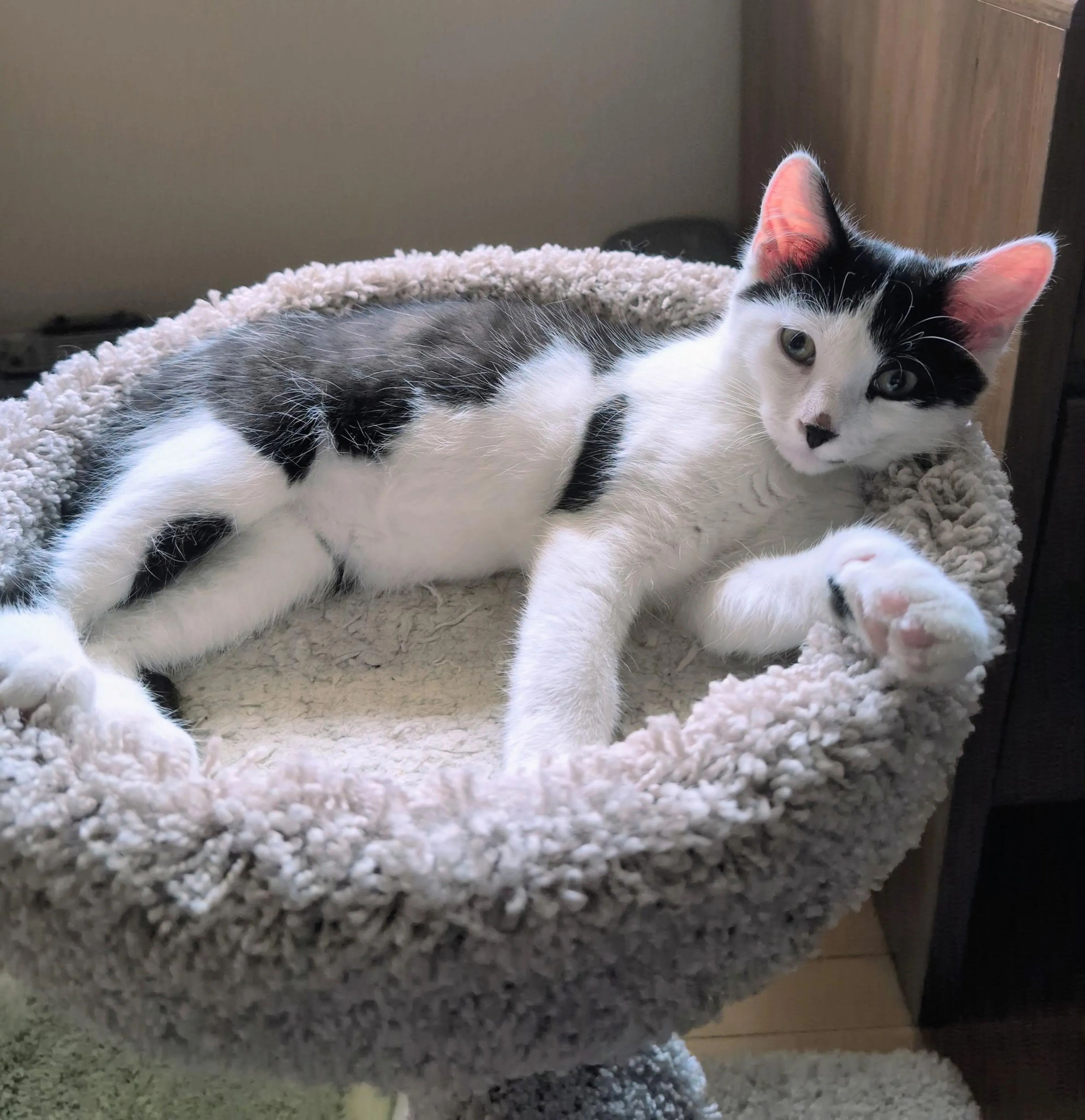 Found pet-0