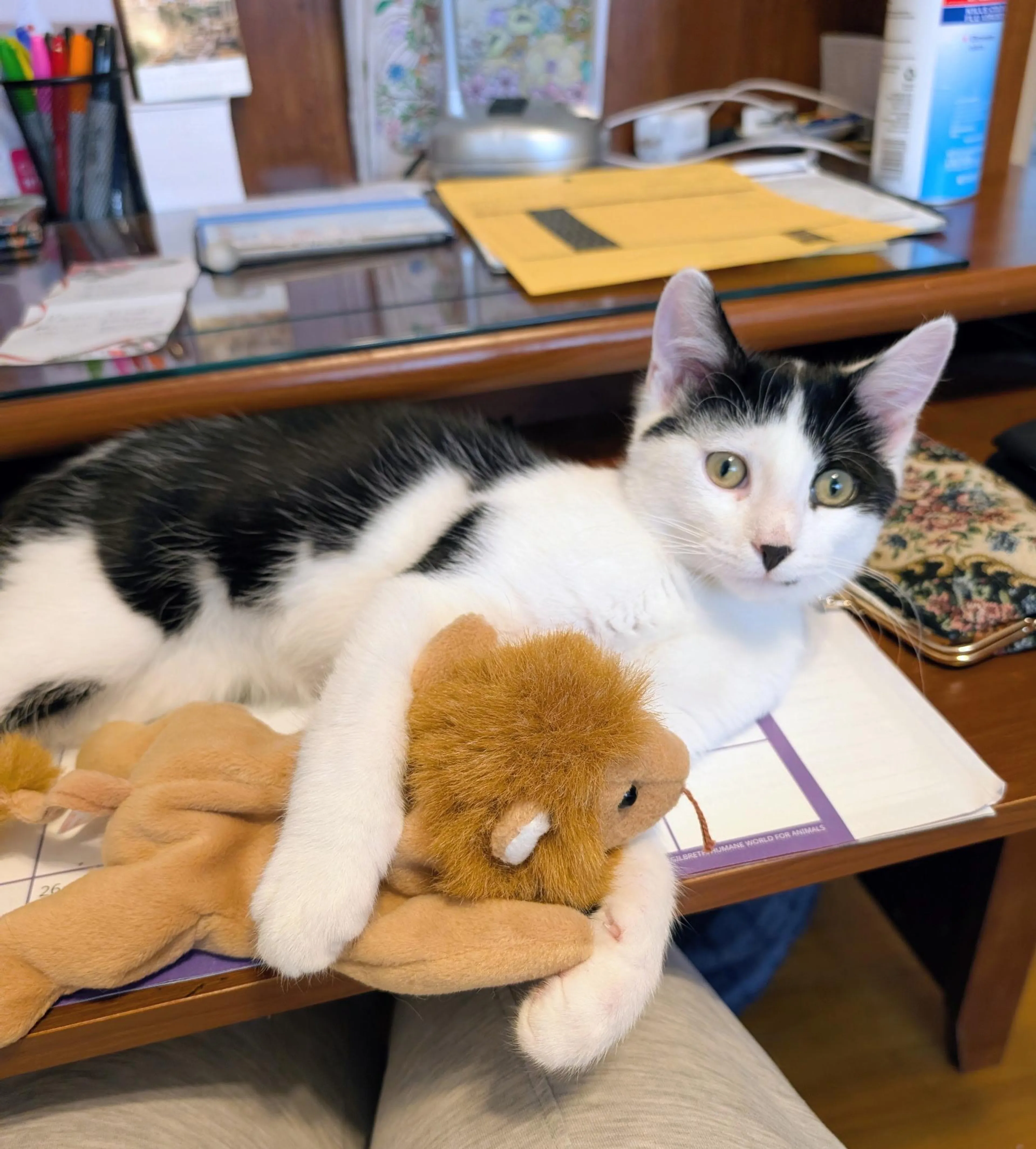 Found pet-1