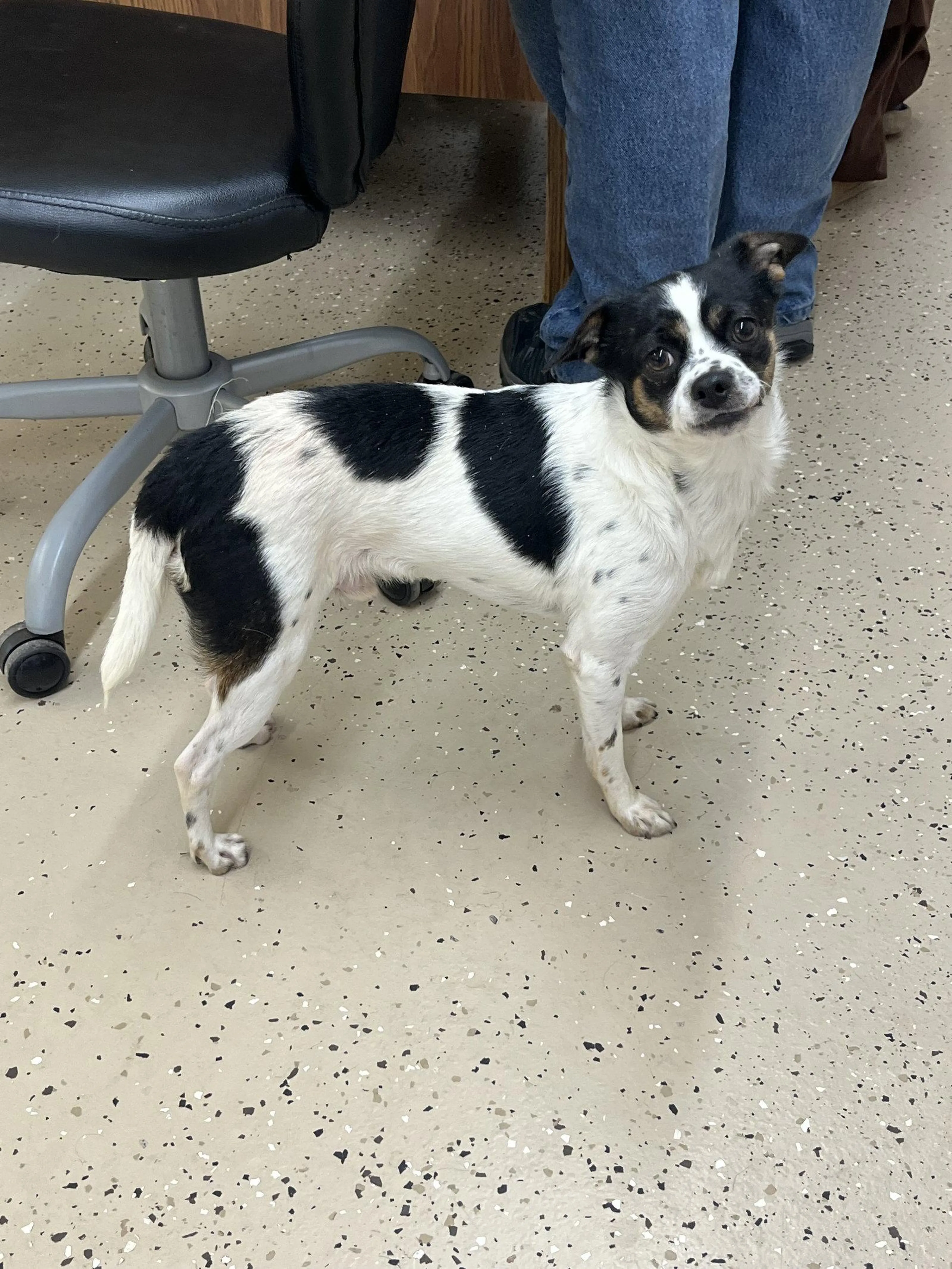 Found pet-2
