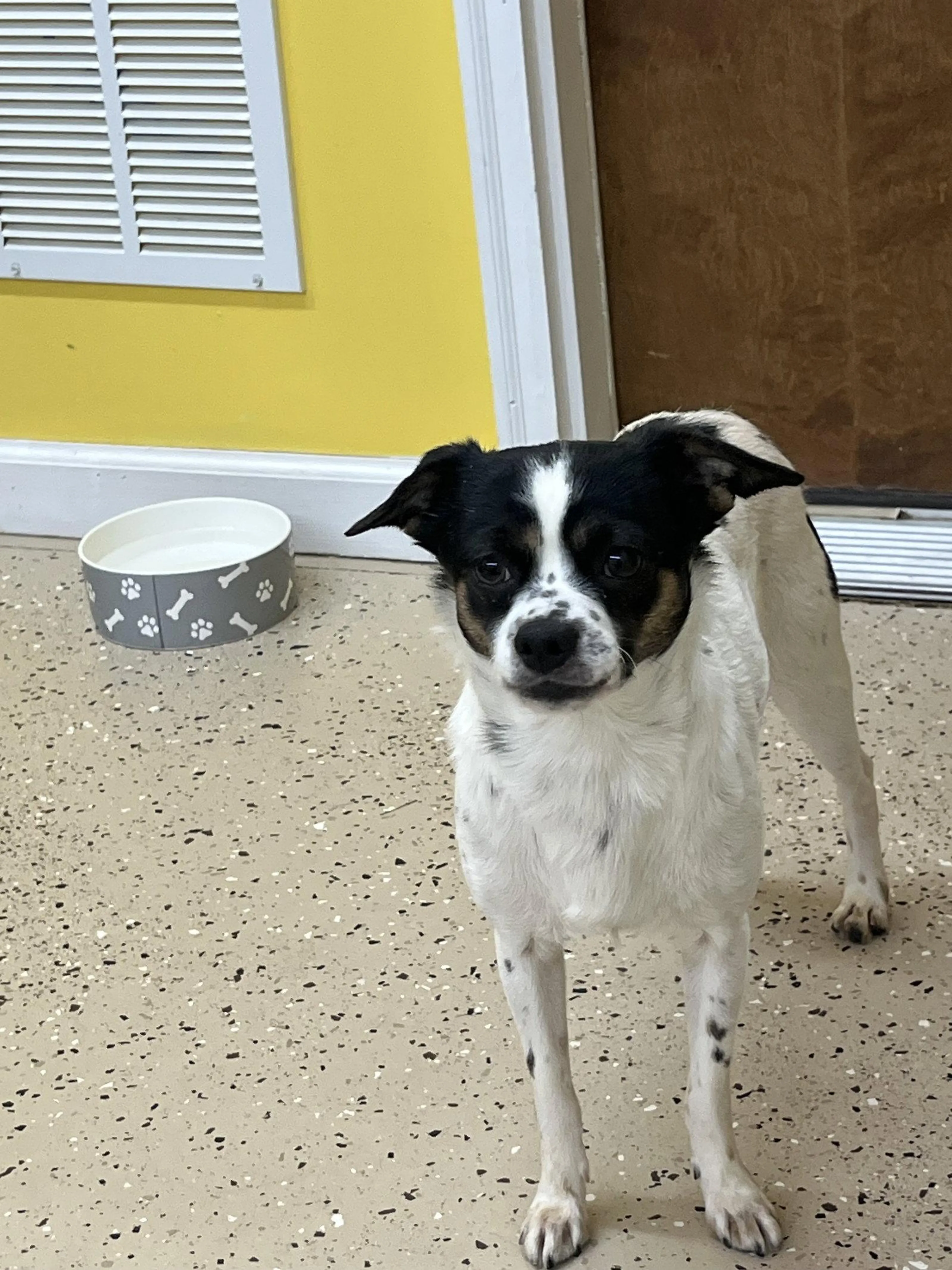 Found pet-1