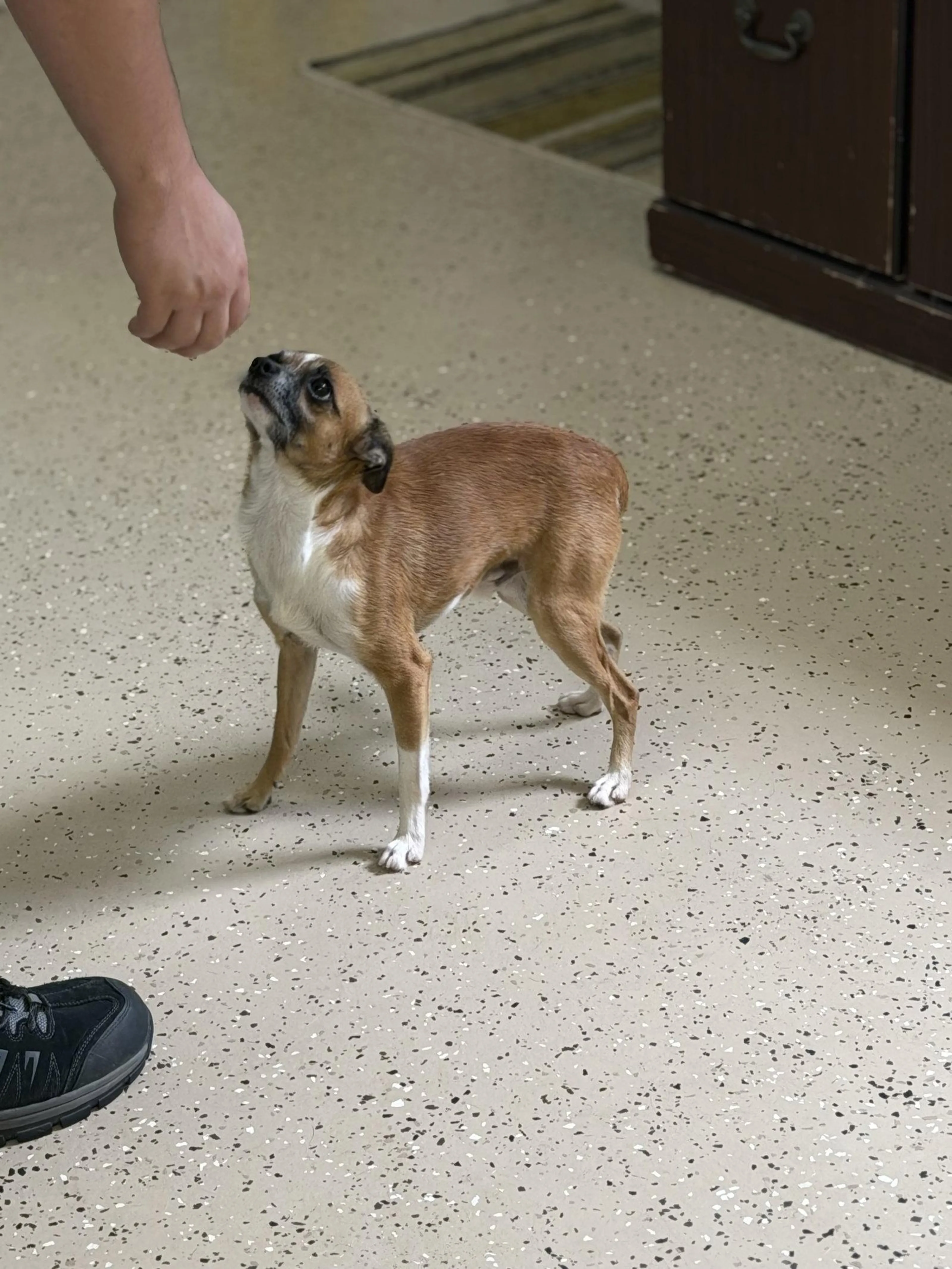 Found pet-2