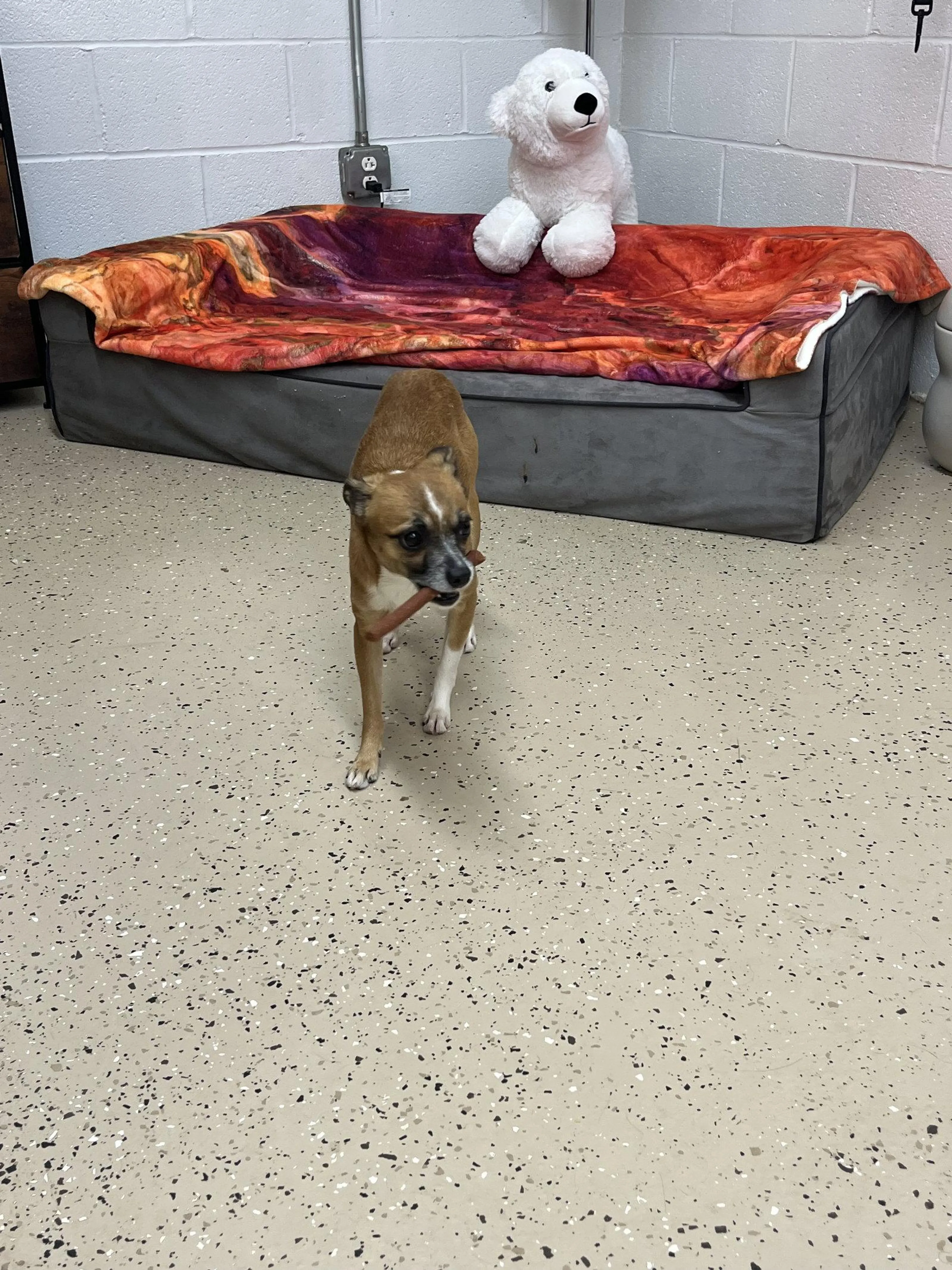 Found pet-1