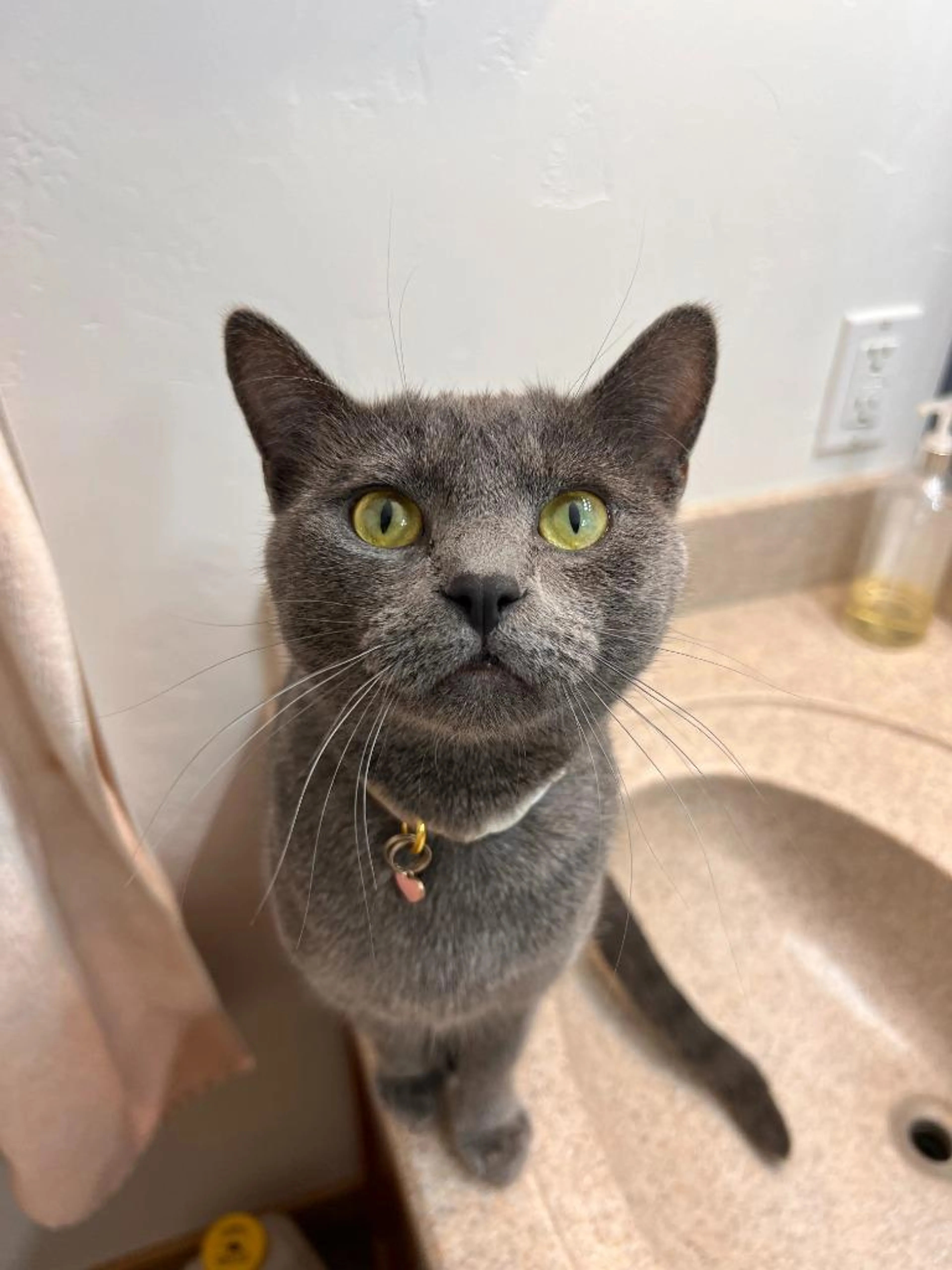 Found pet