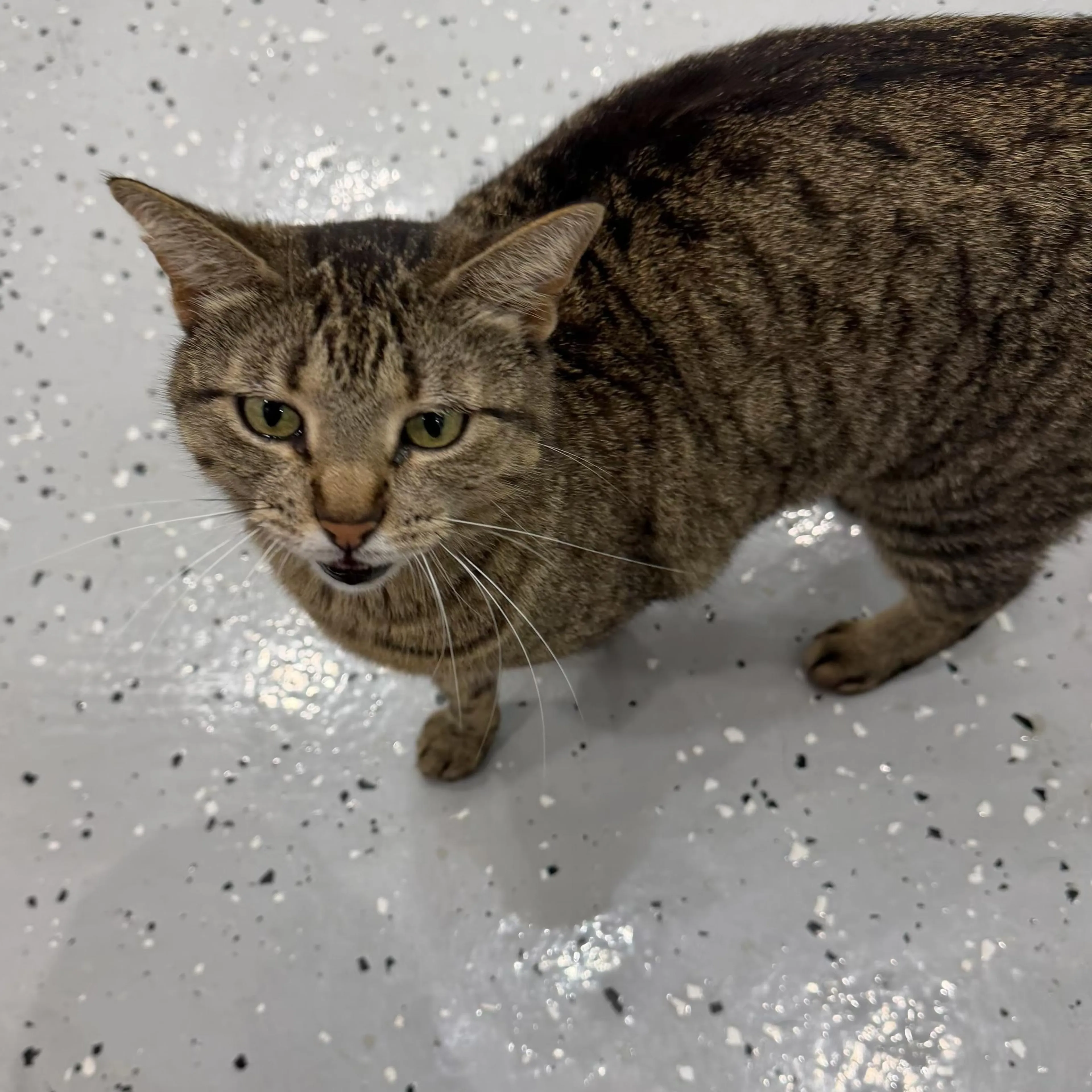 Found pet-2