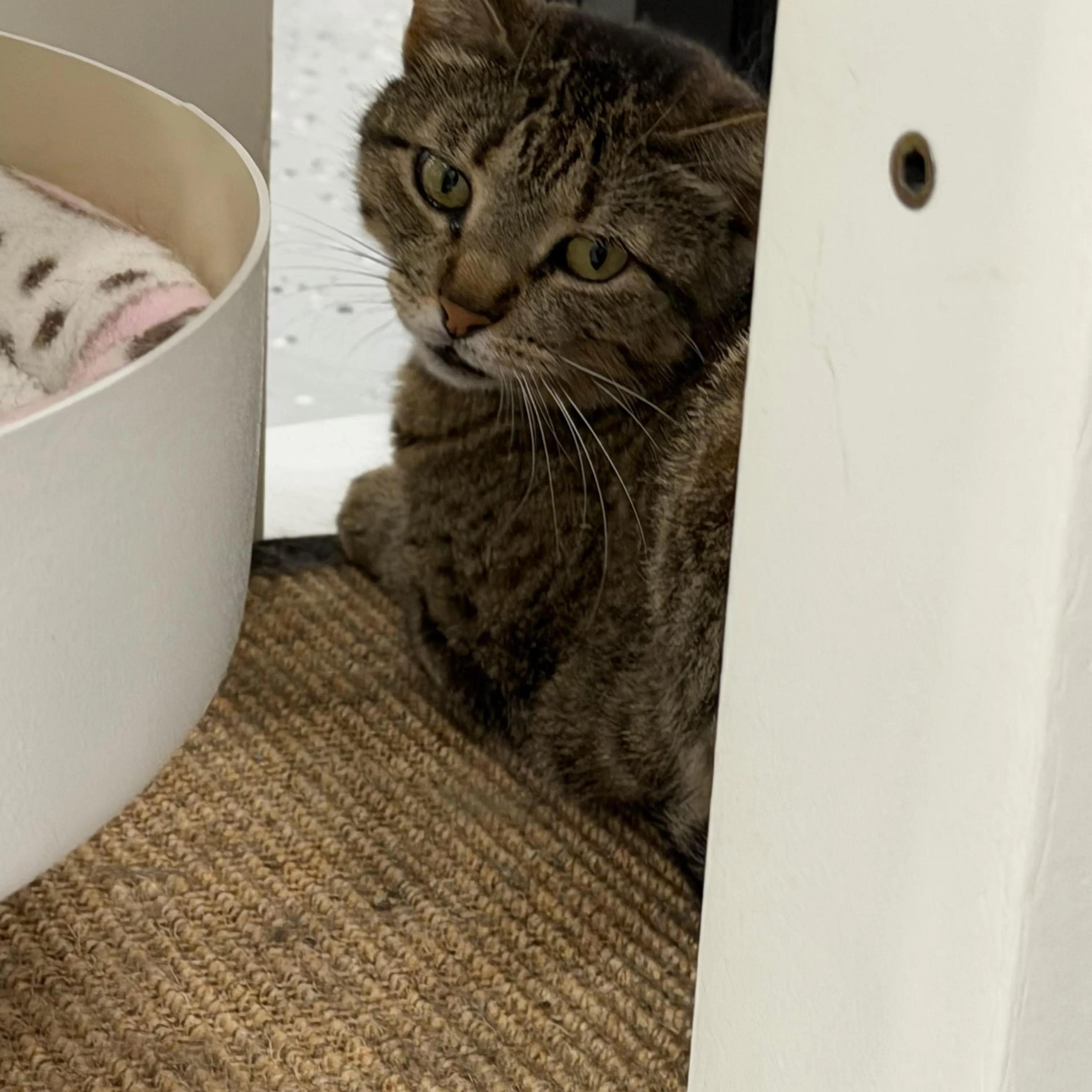 Found pet-0