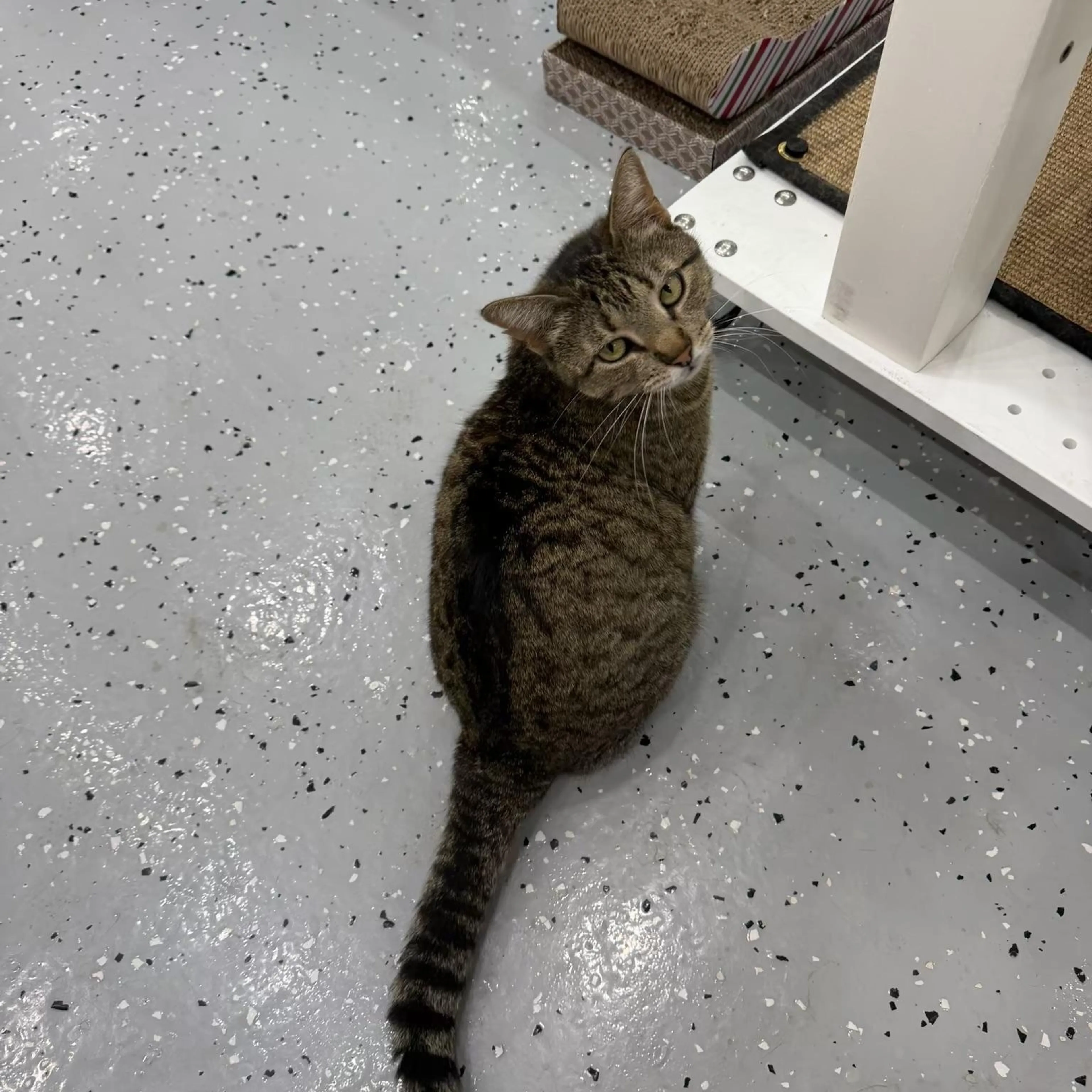 Found pet-3