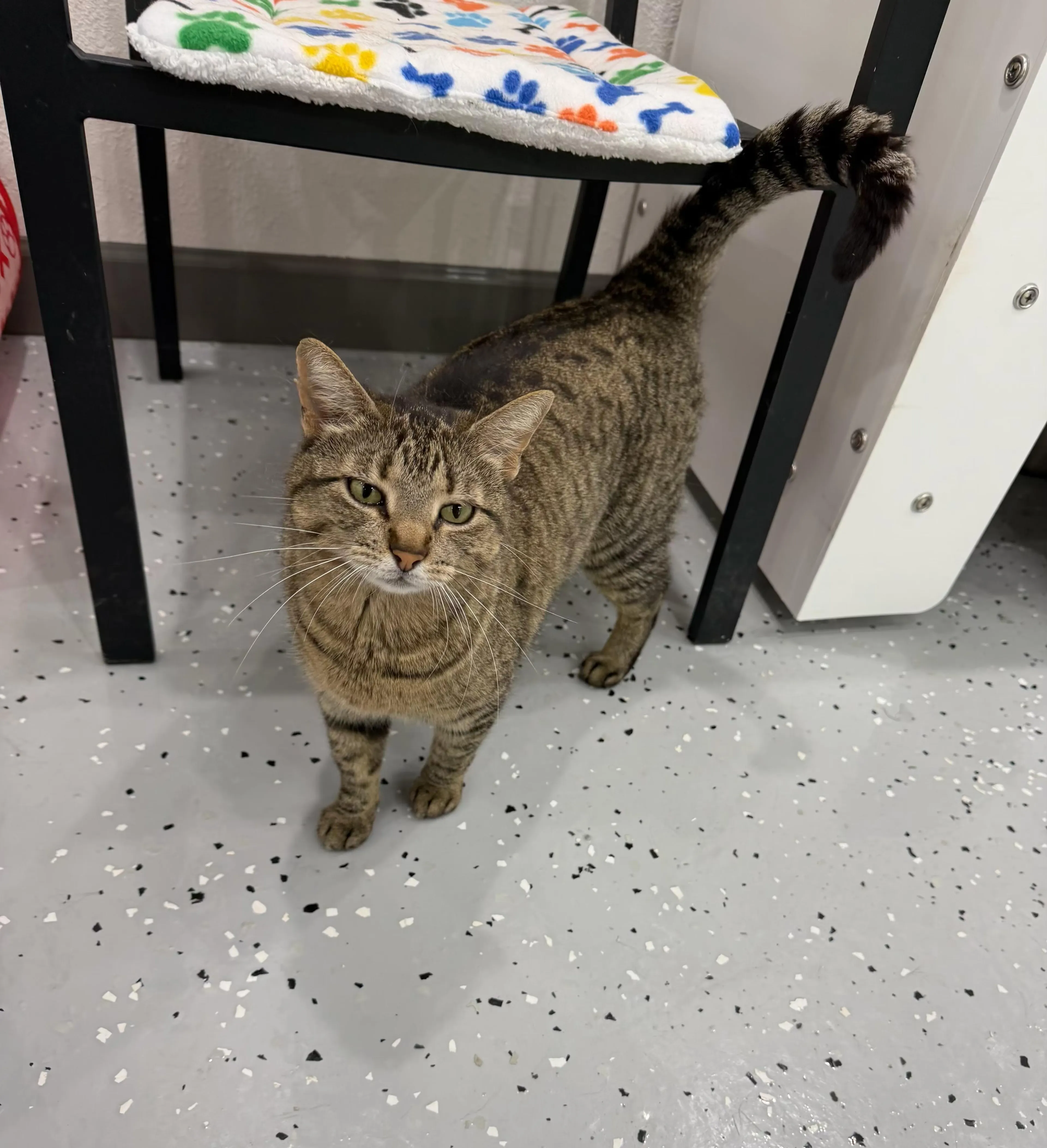 Found pet-1