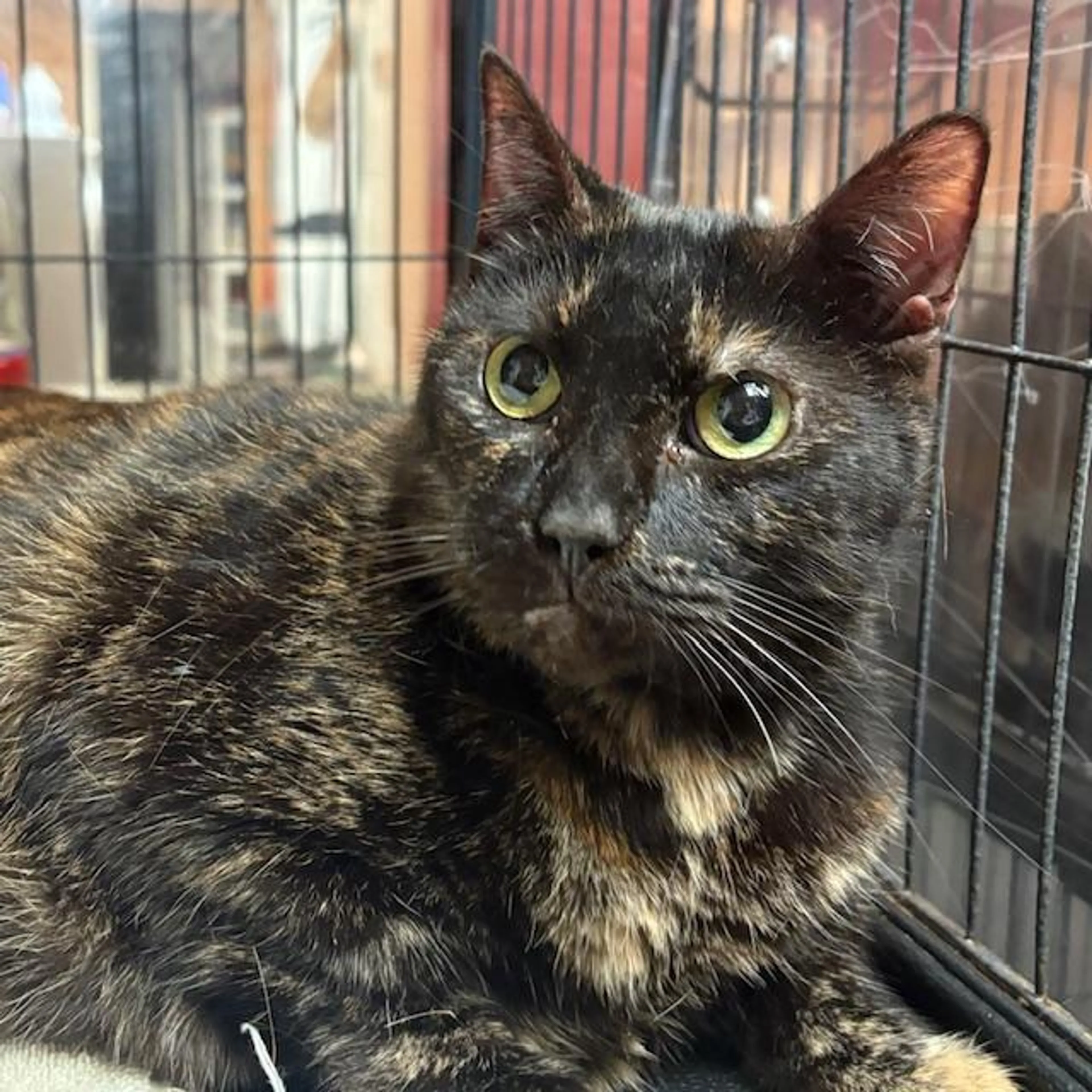 Found pet