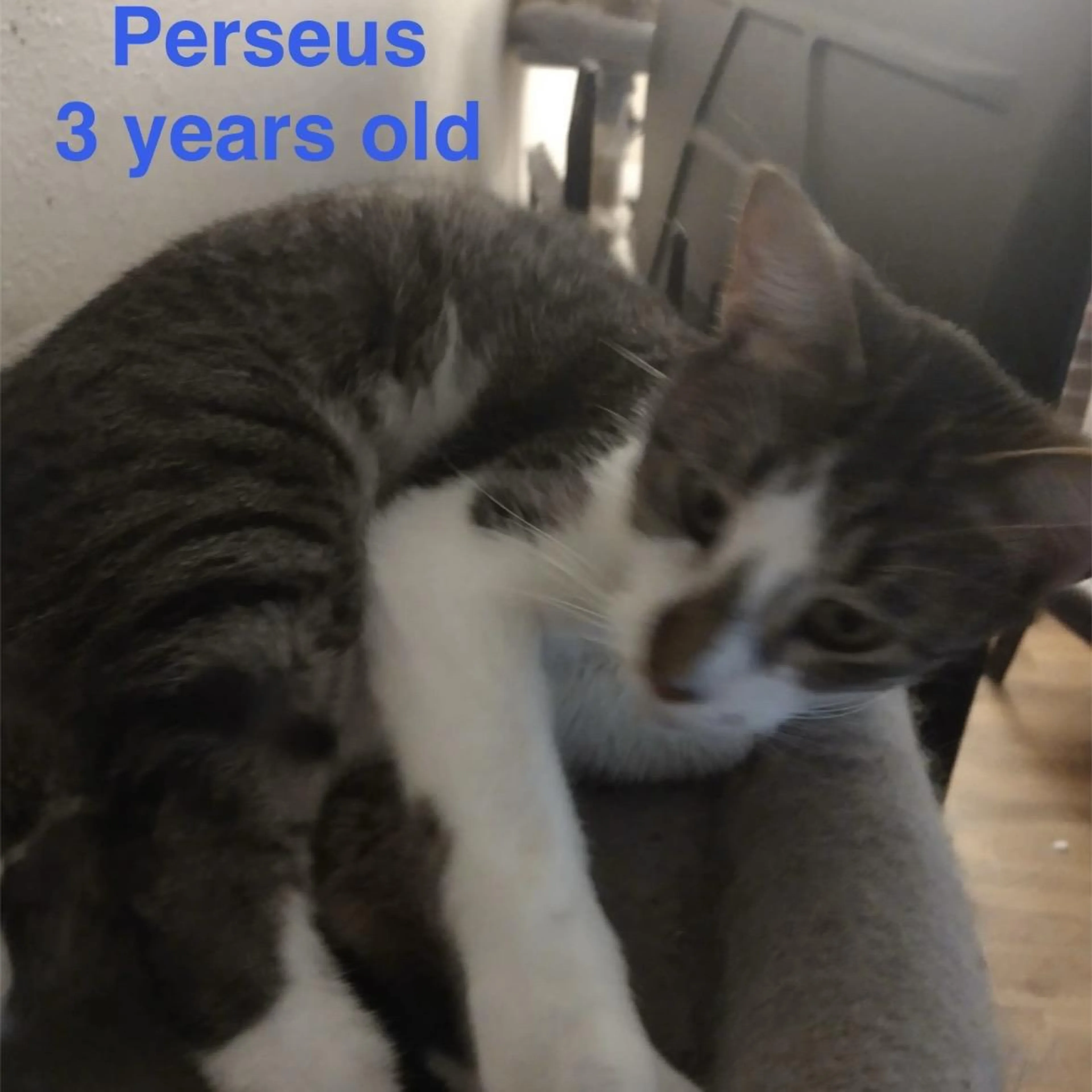 Found pet