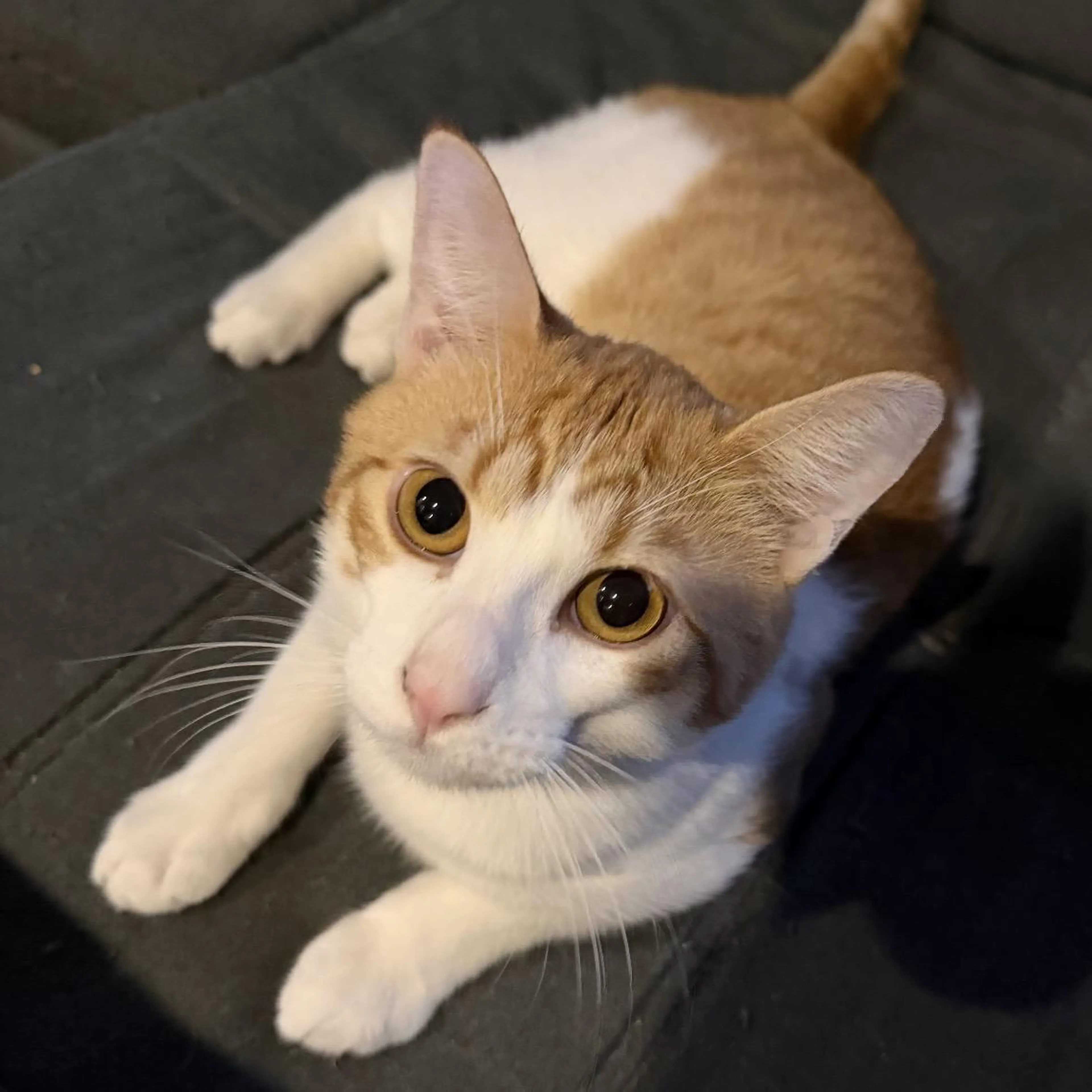 Found pet