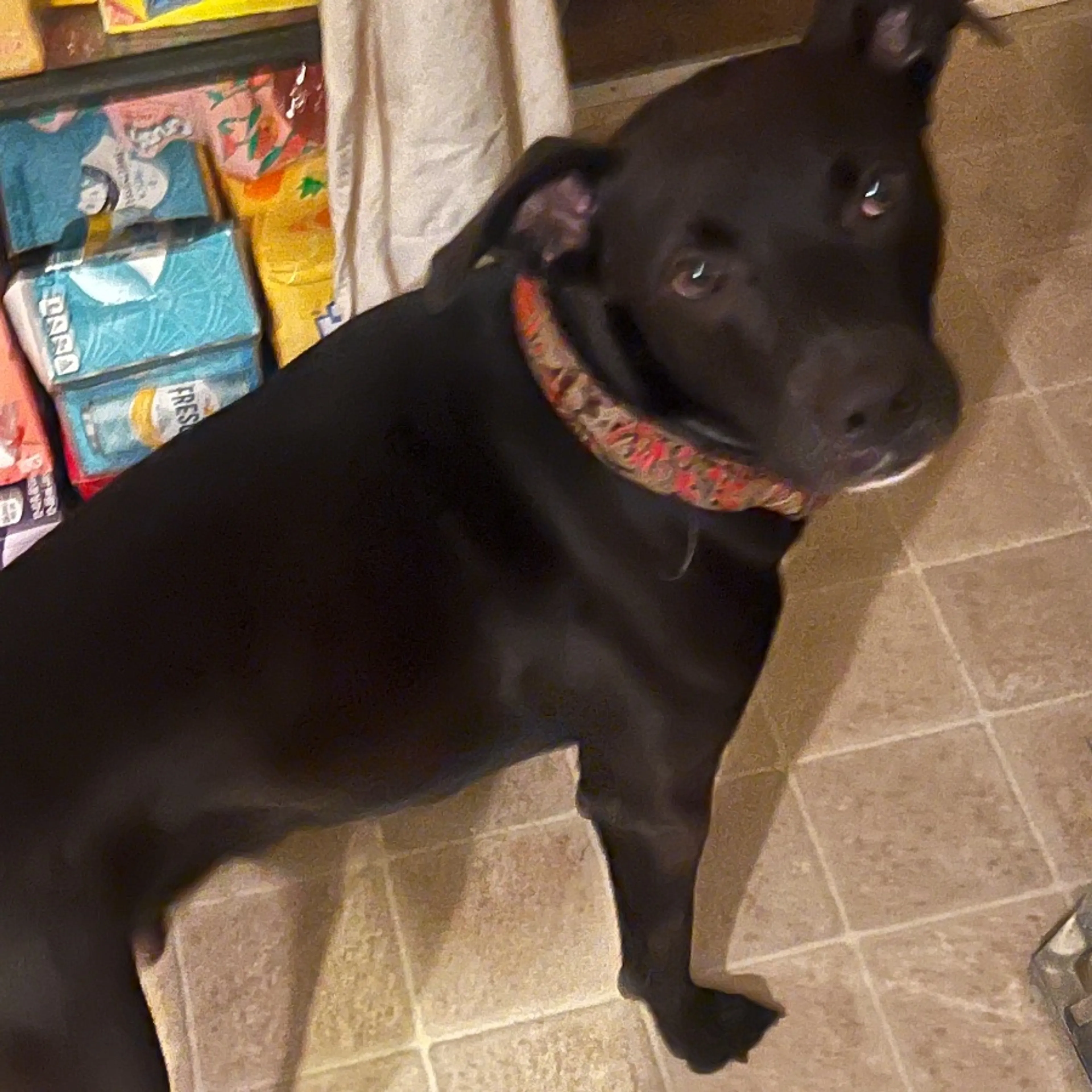 Lost pet-0
