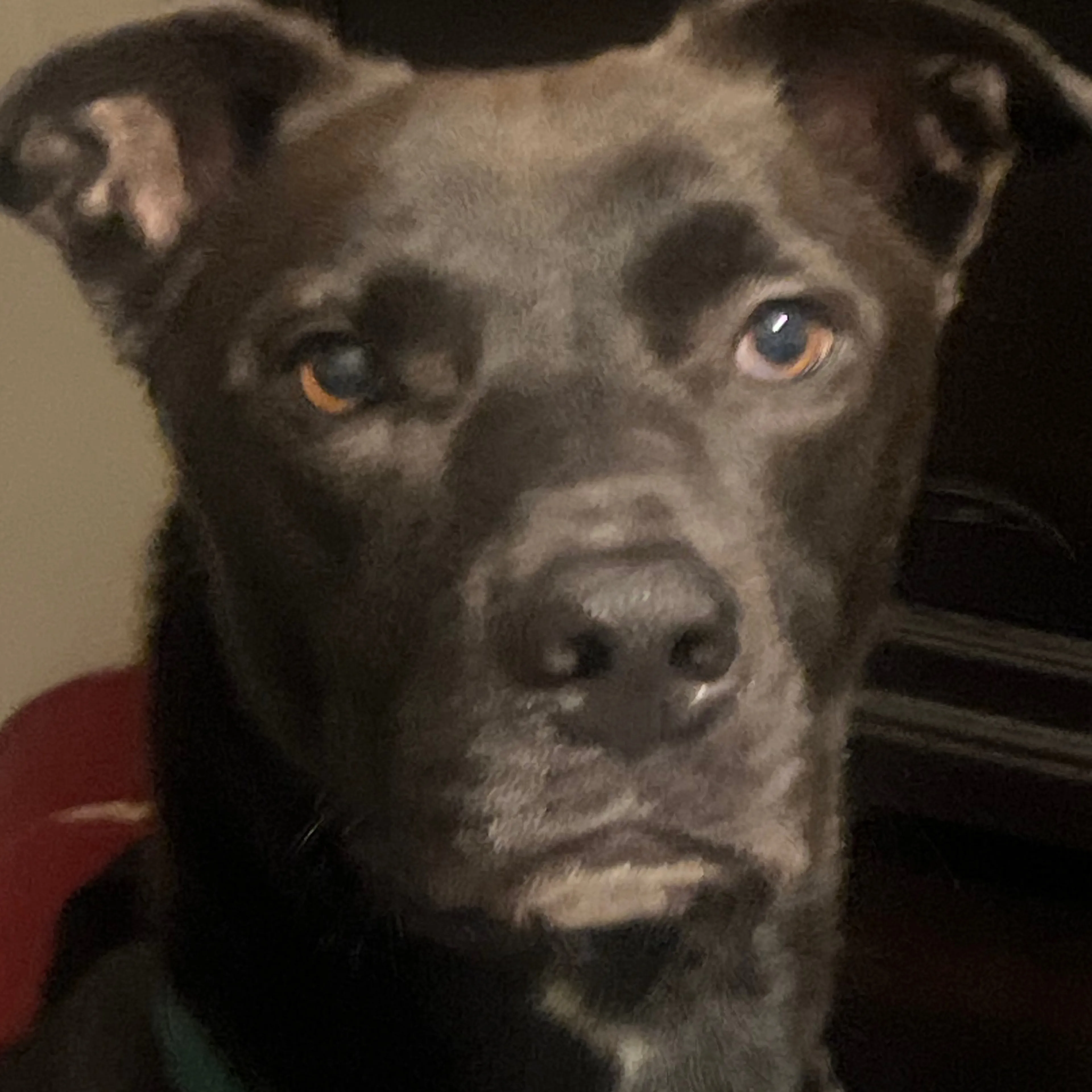 Lost pet-2