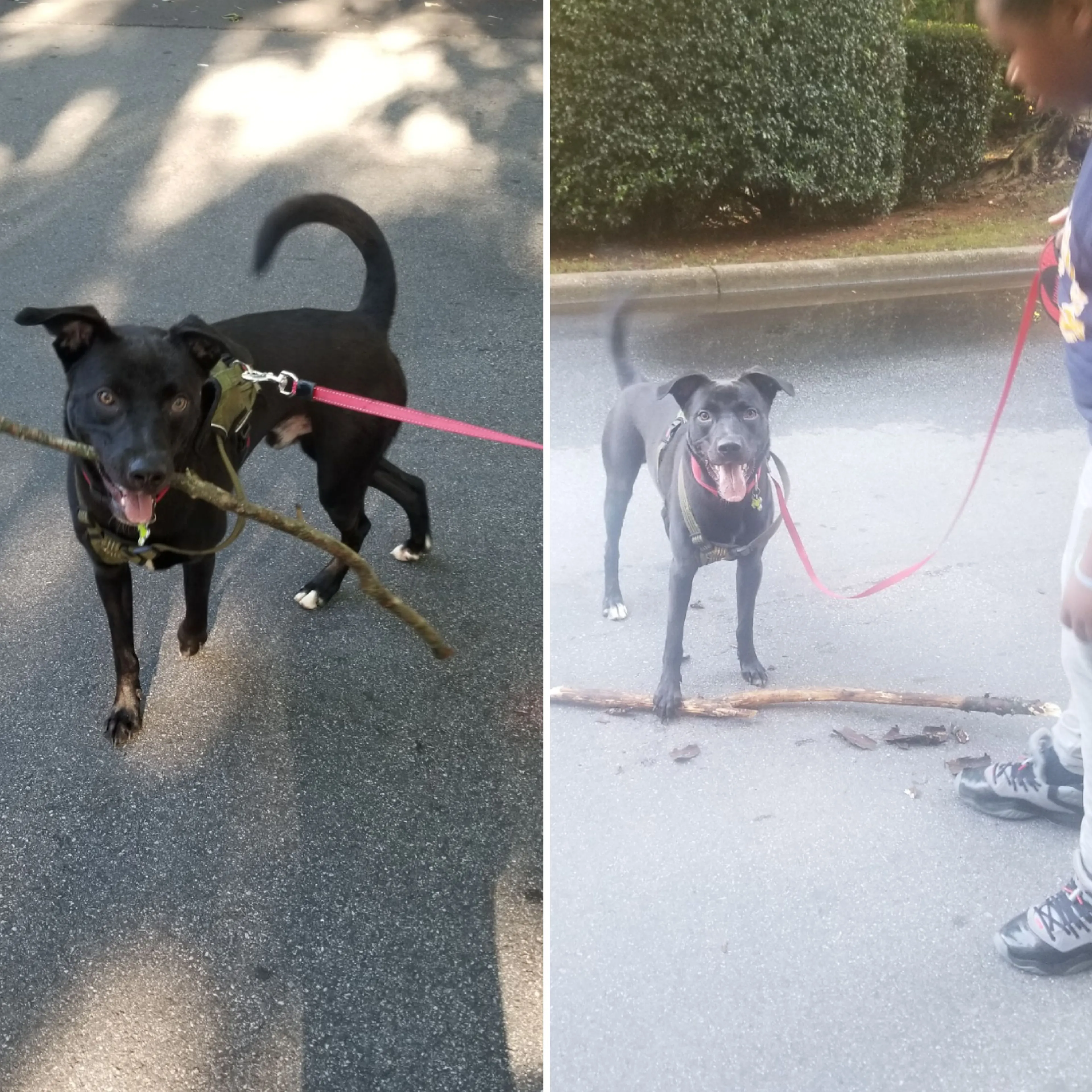 Lost pet-1