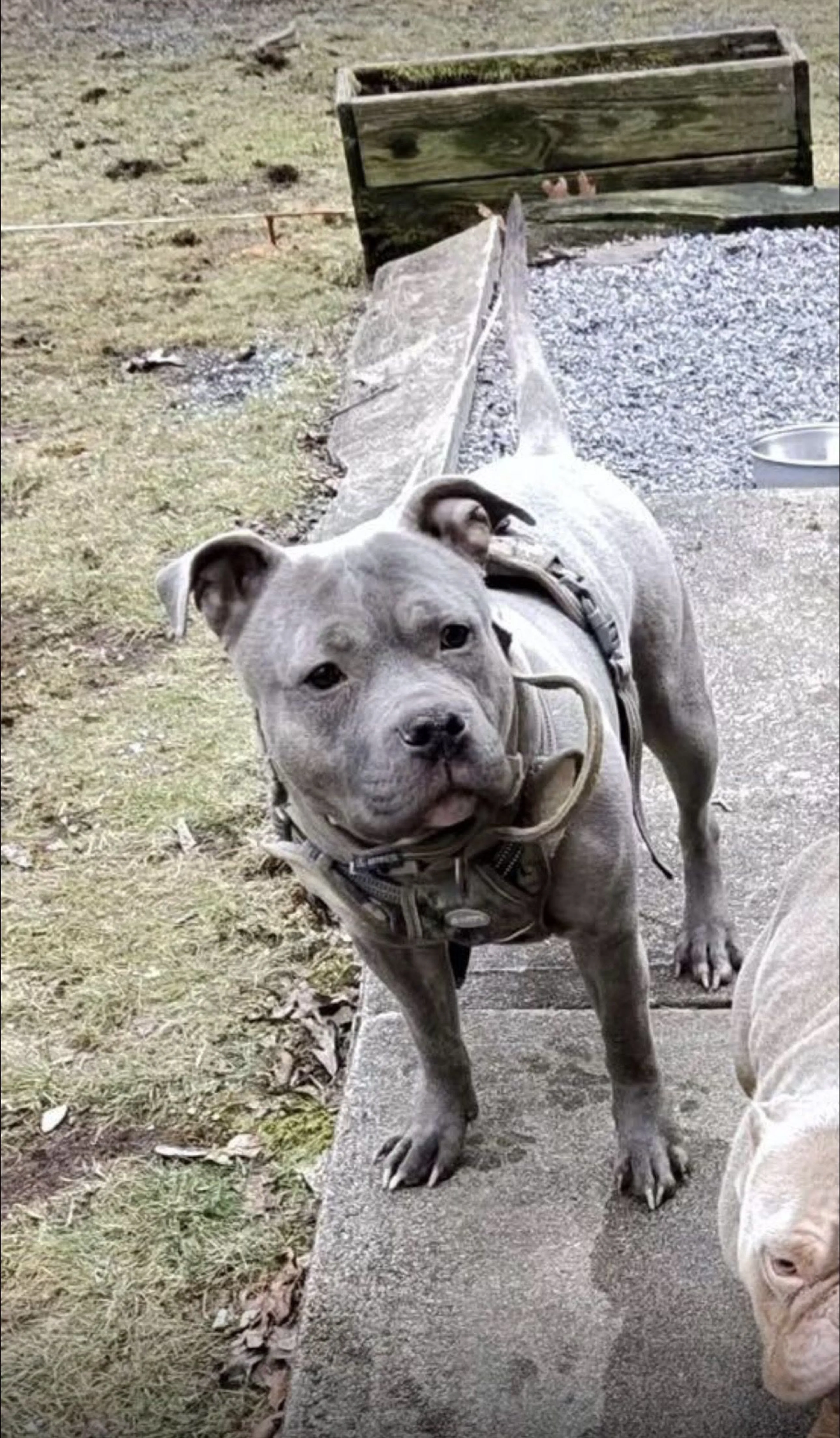 Lost pet