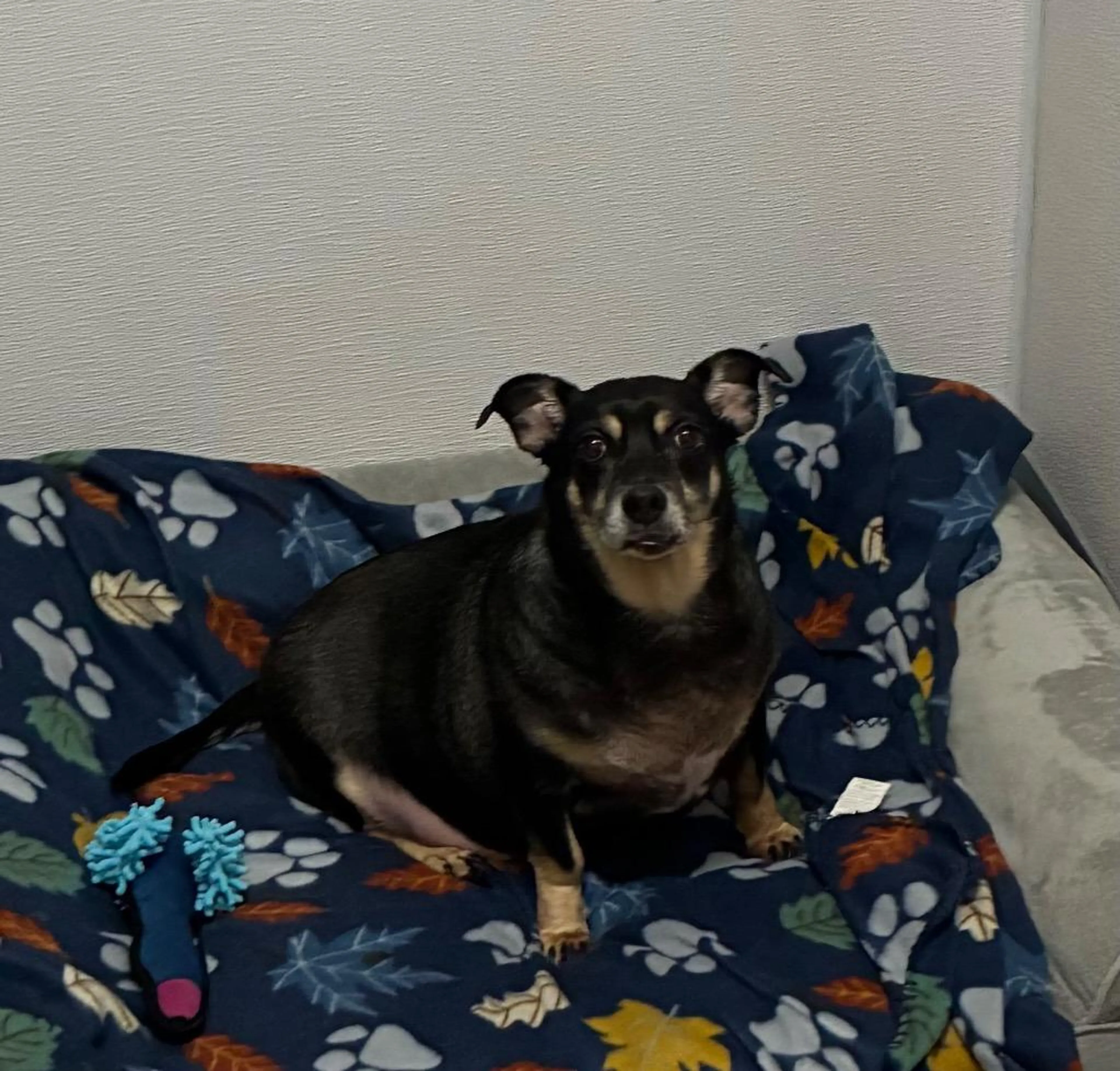Found pet-1