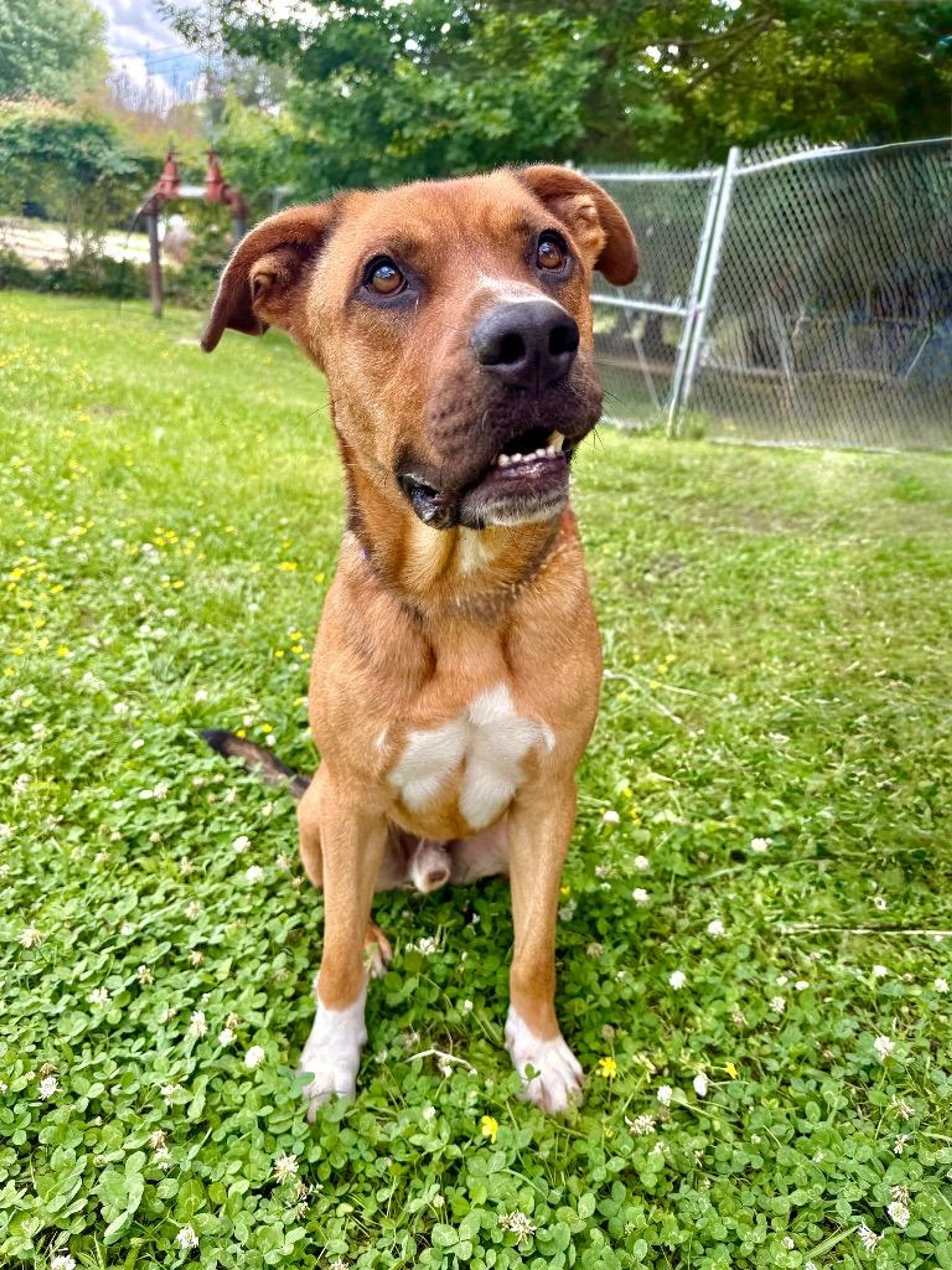 Found pet