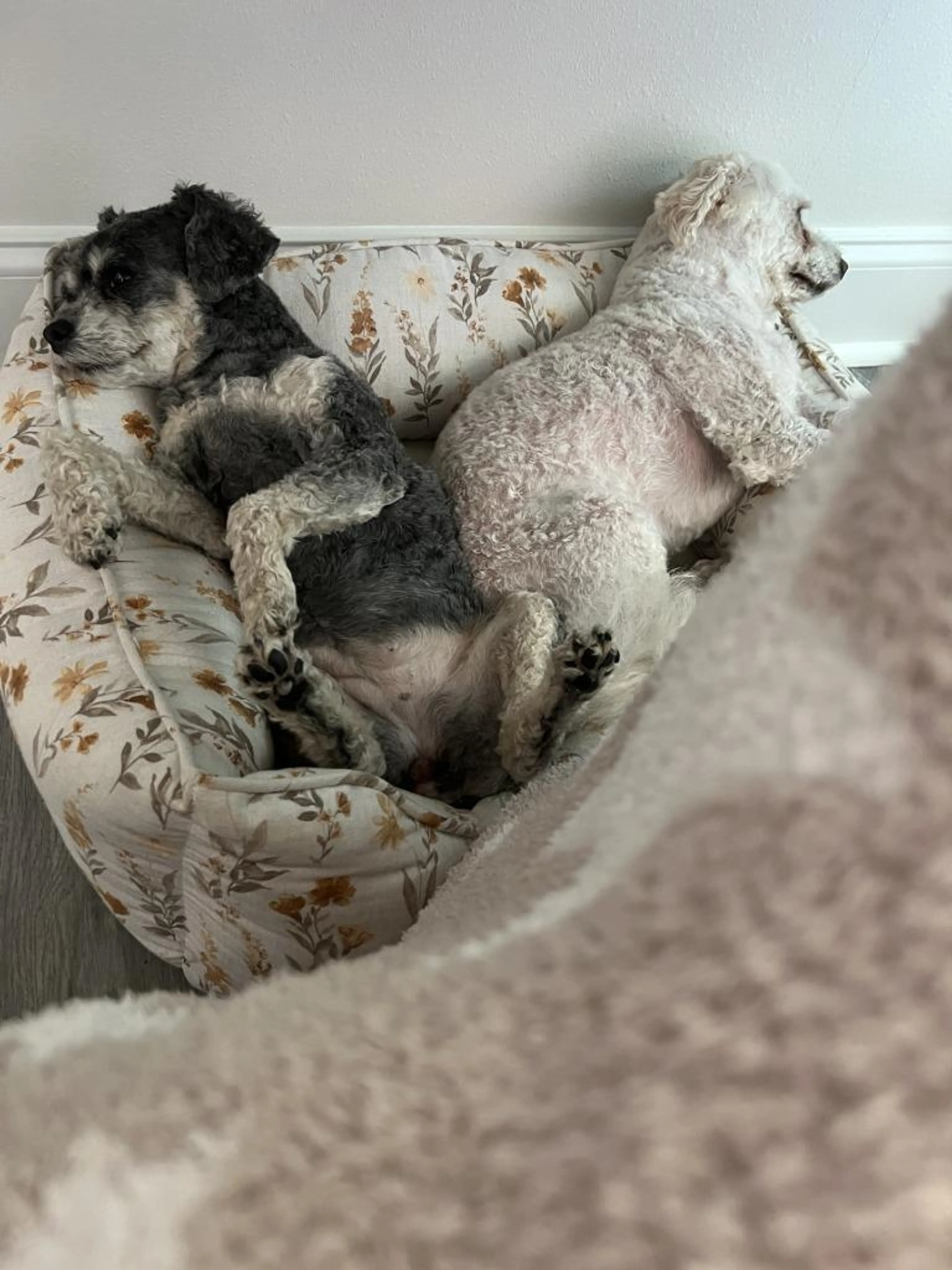 Found pet-2