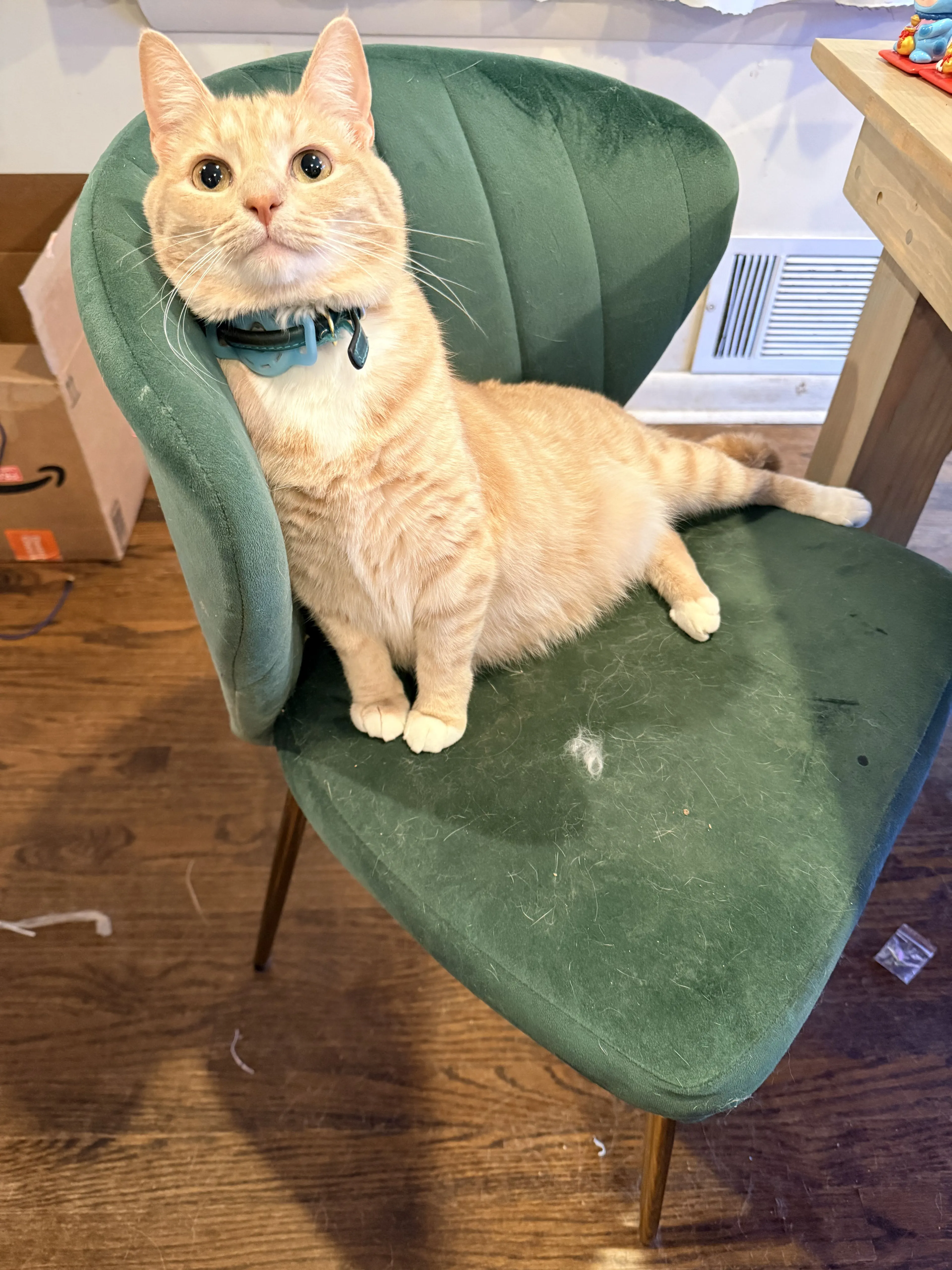 Lost pet