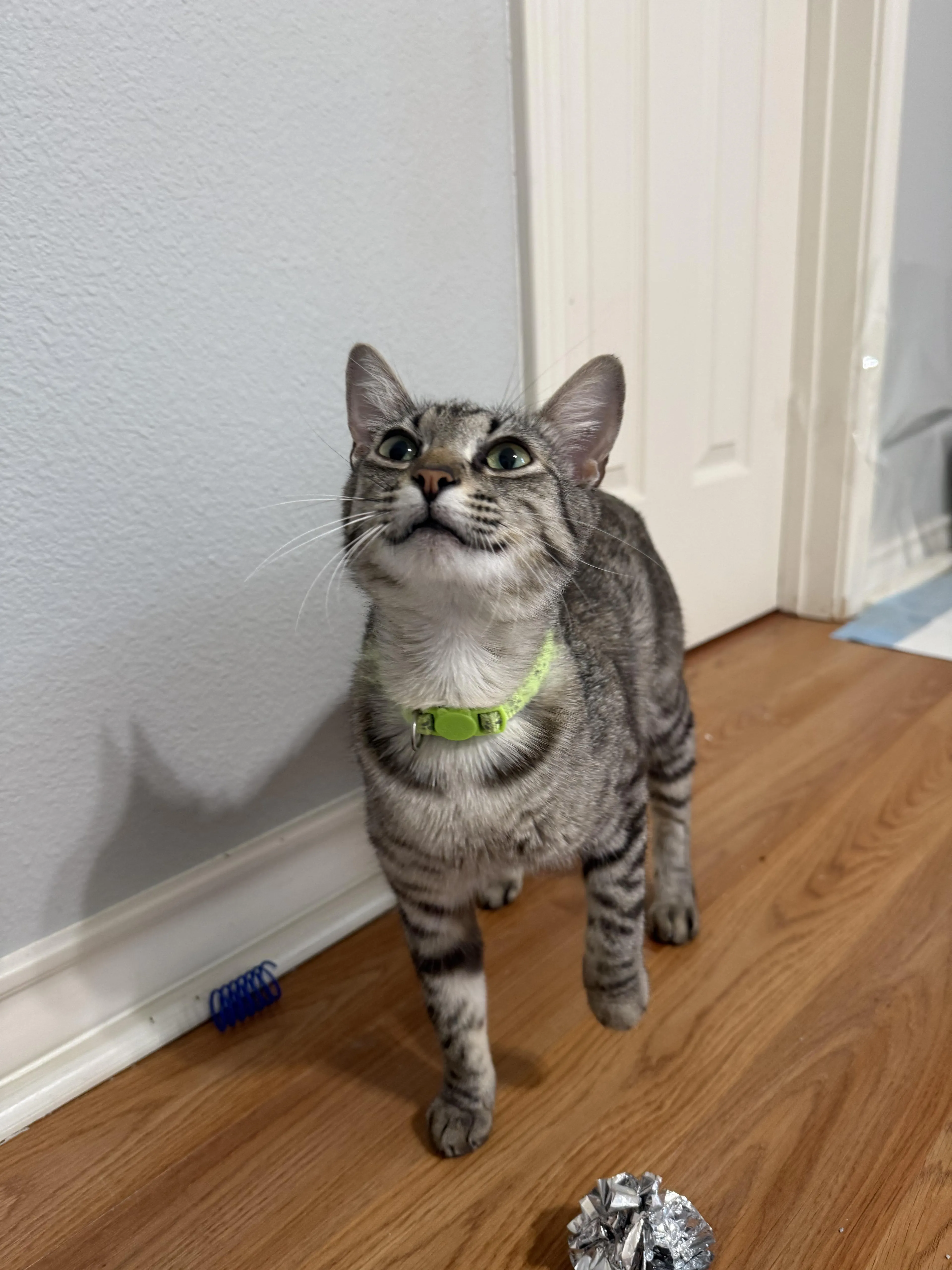 Found pet-0