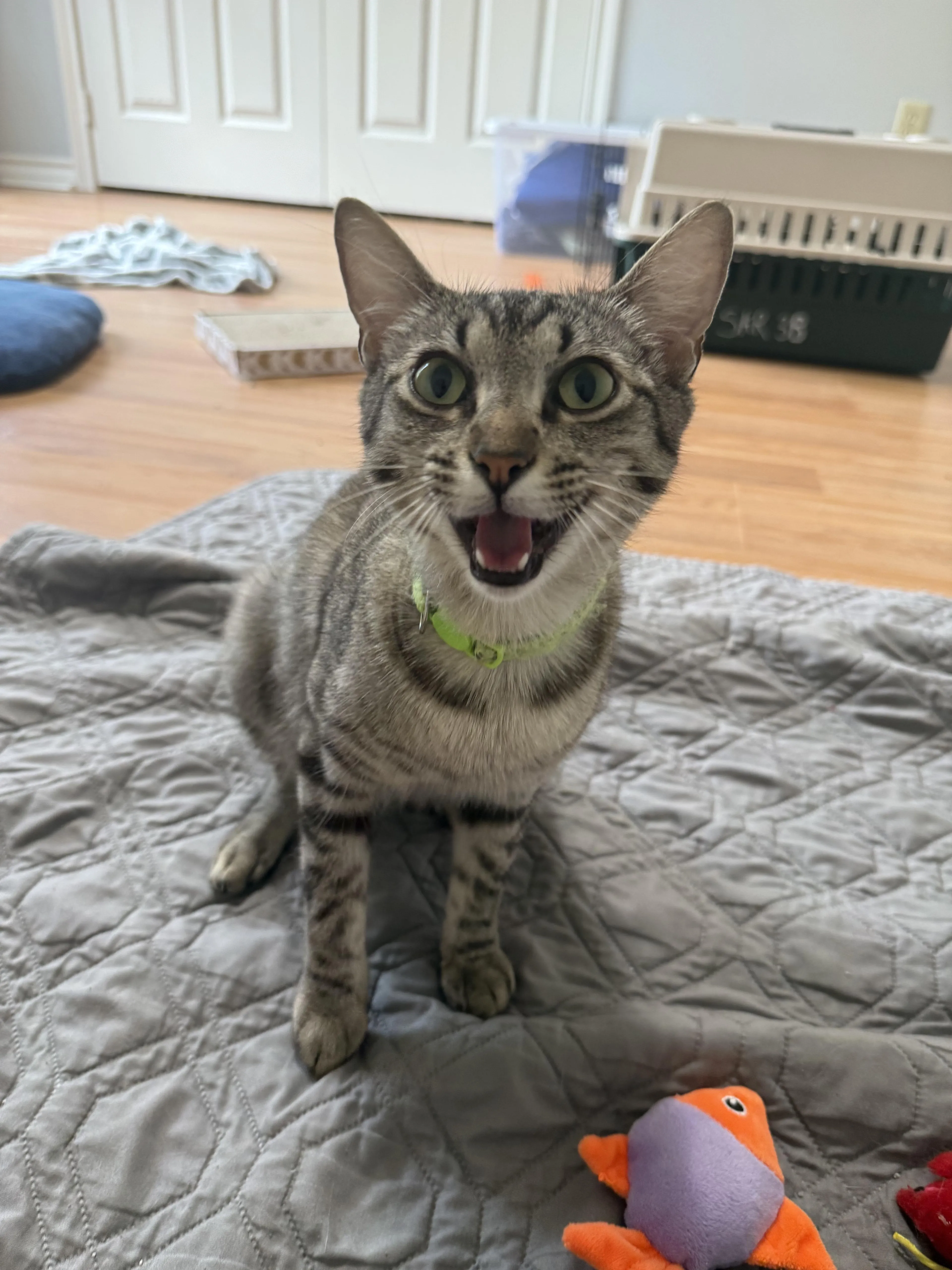 Found pet-2