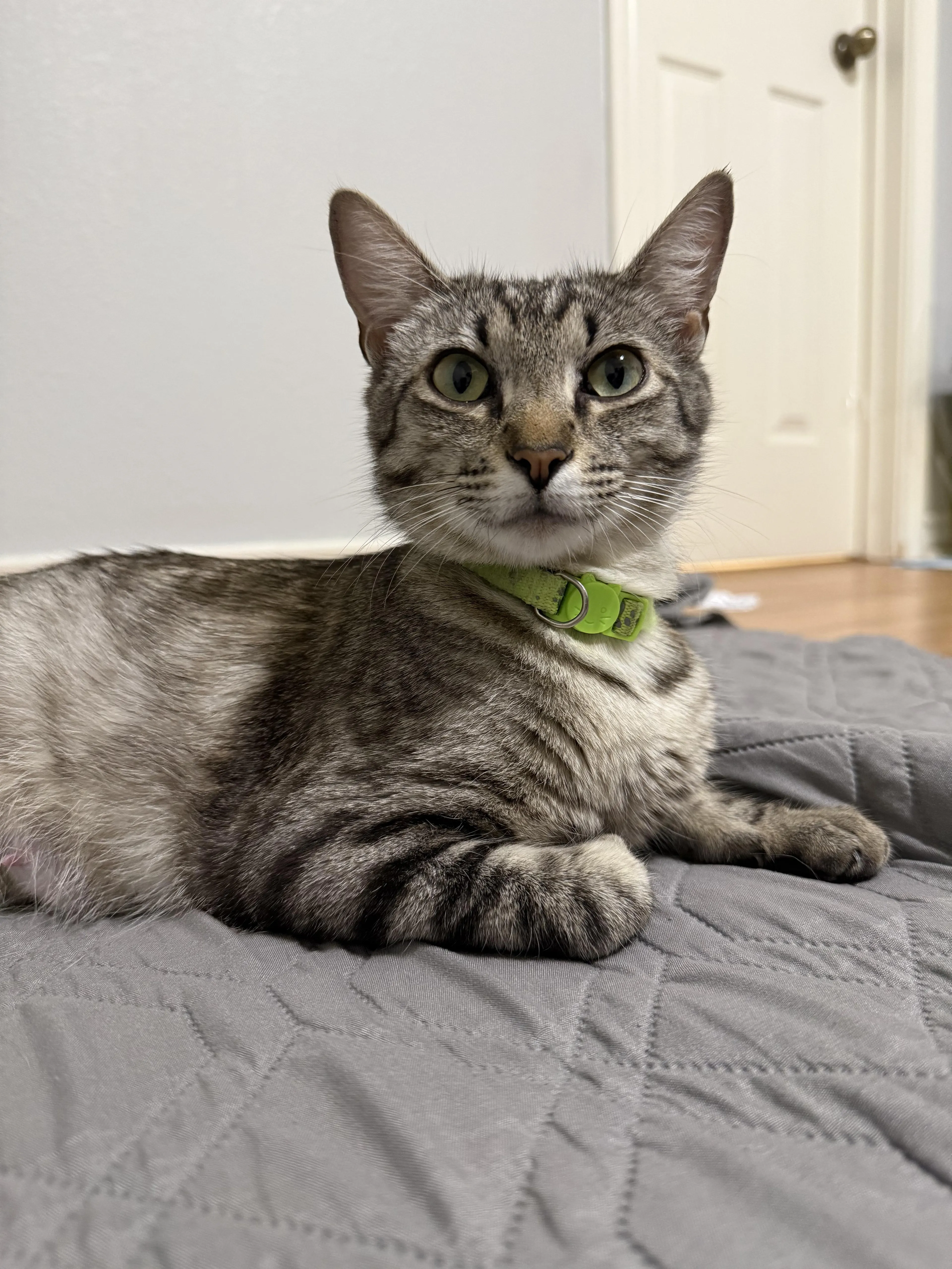 Found pet-1