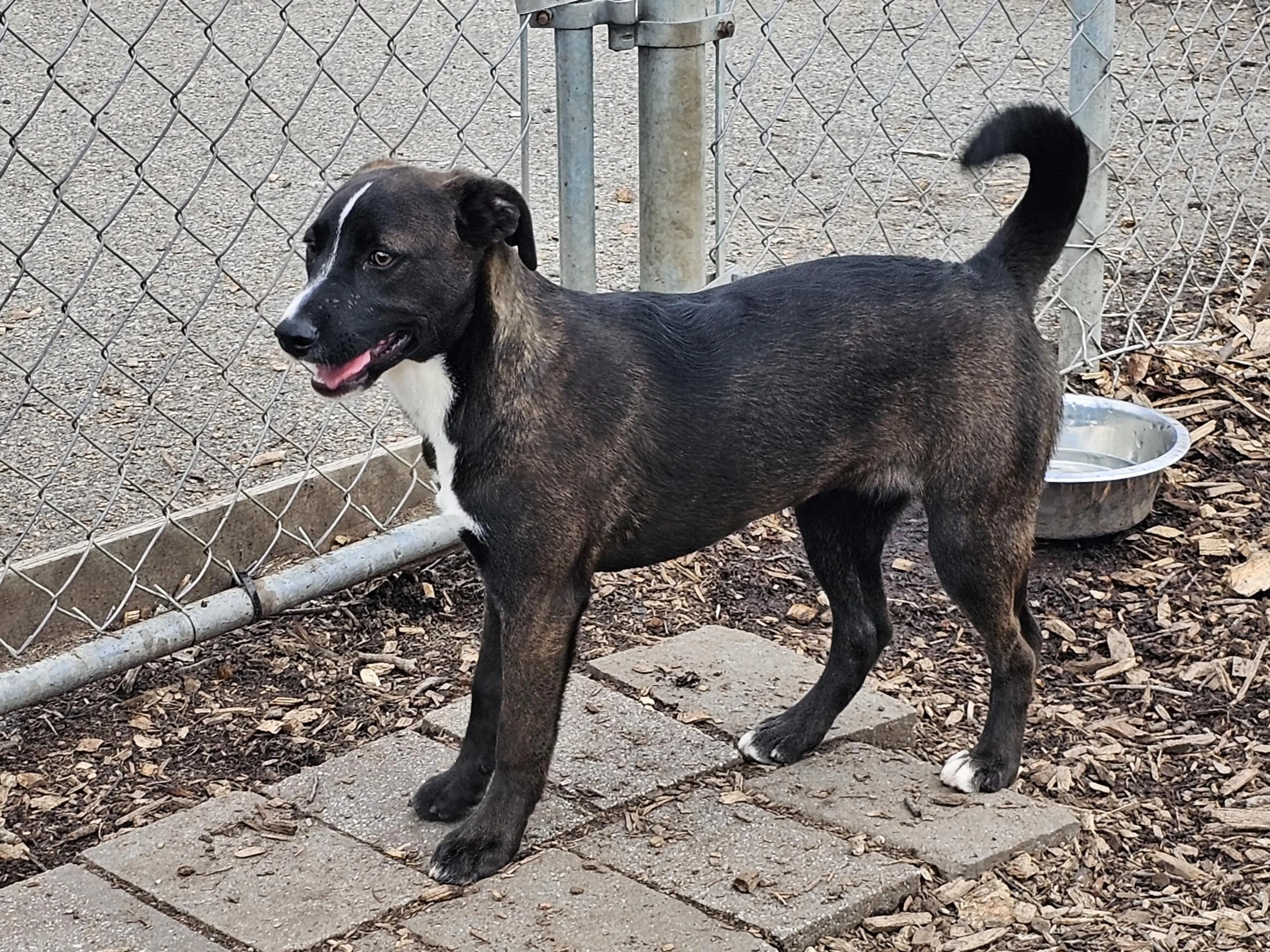 Found pet-1
