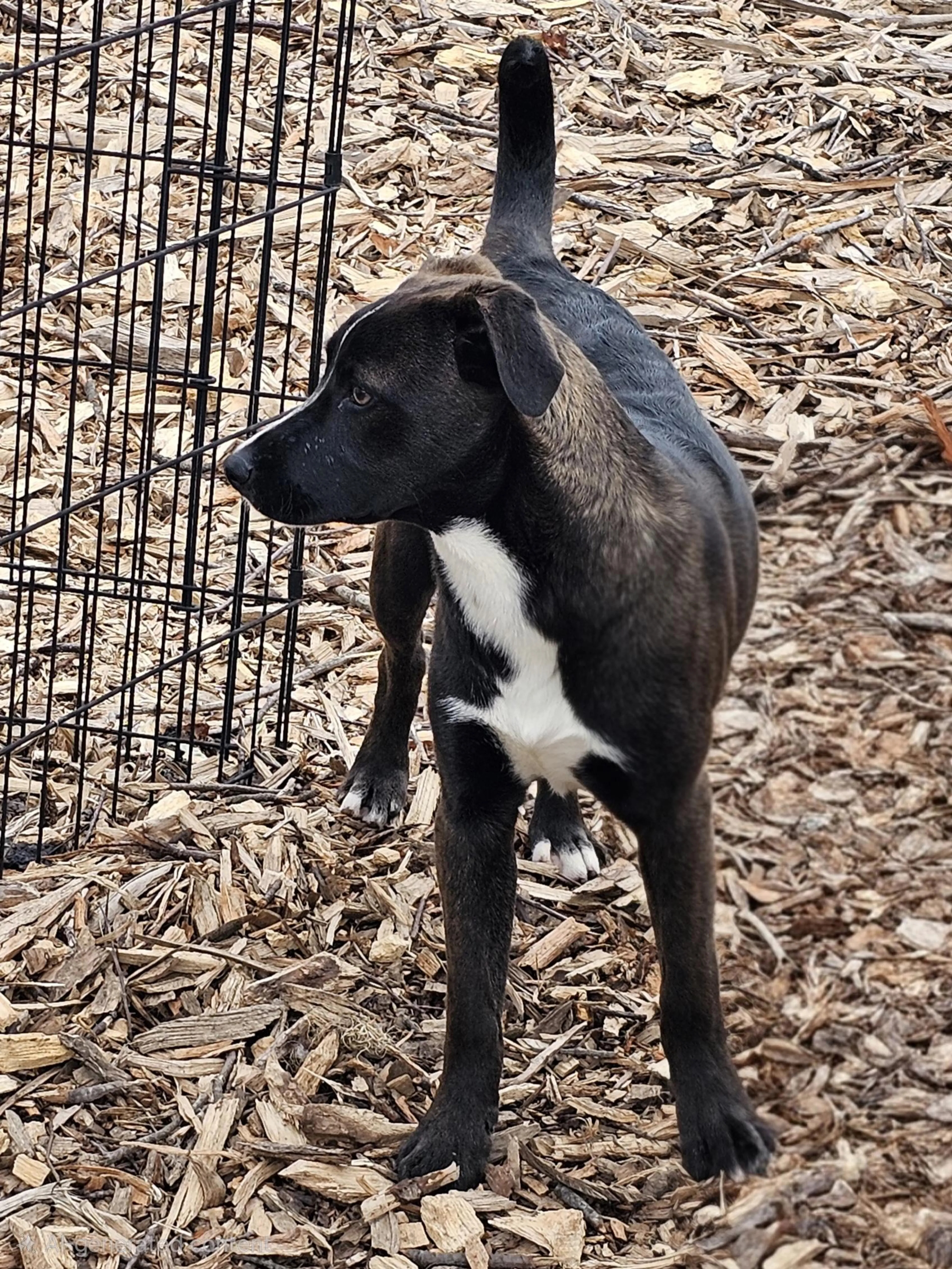 Found pet-2