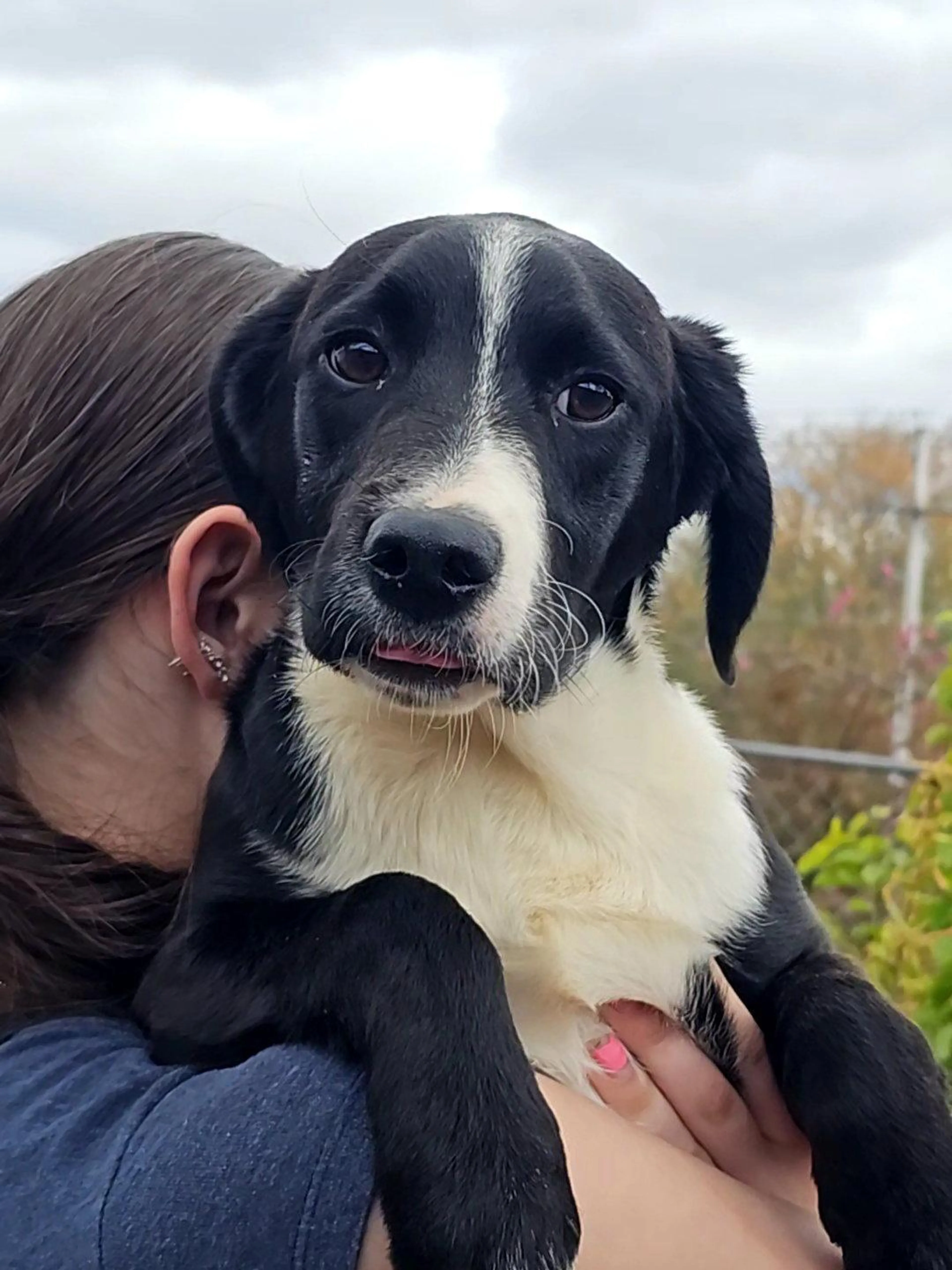 Found pet-2