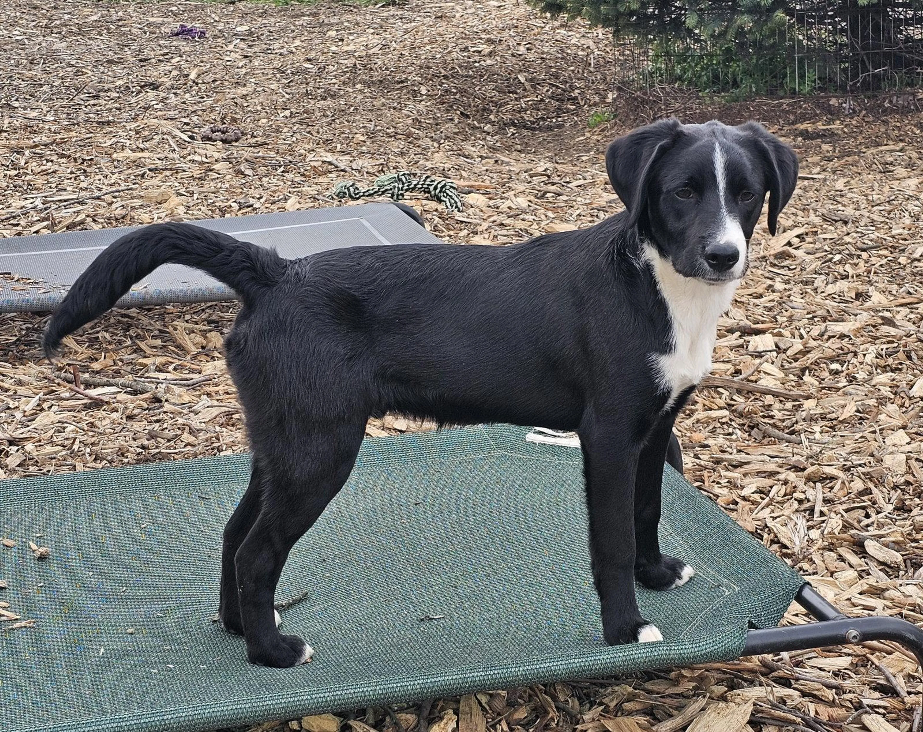 Found pet-1