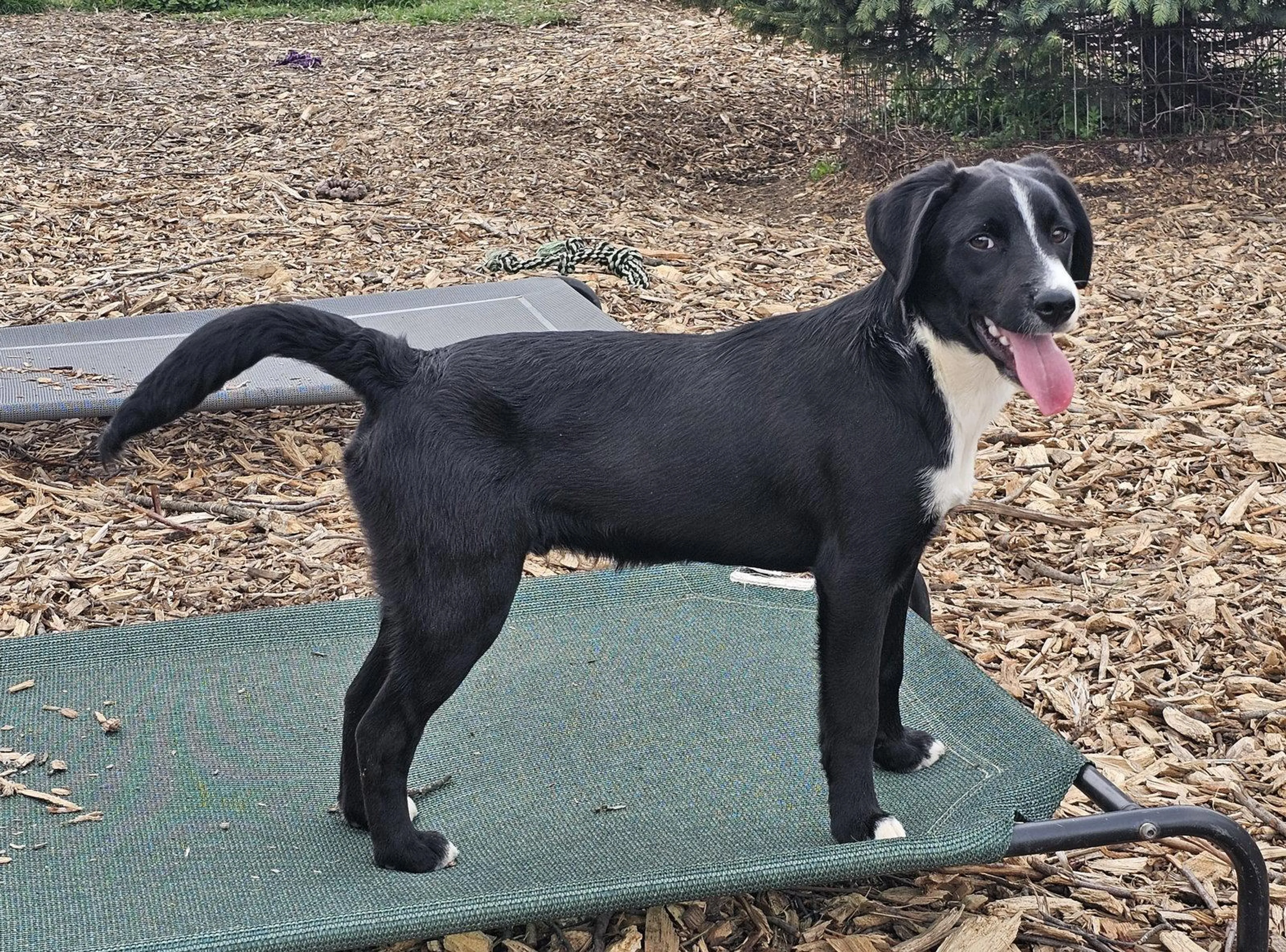 Found pet-0