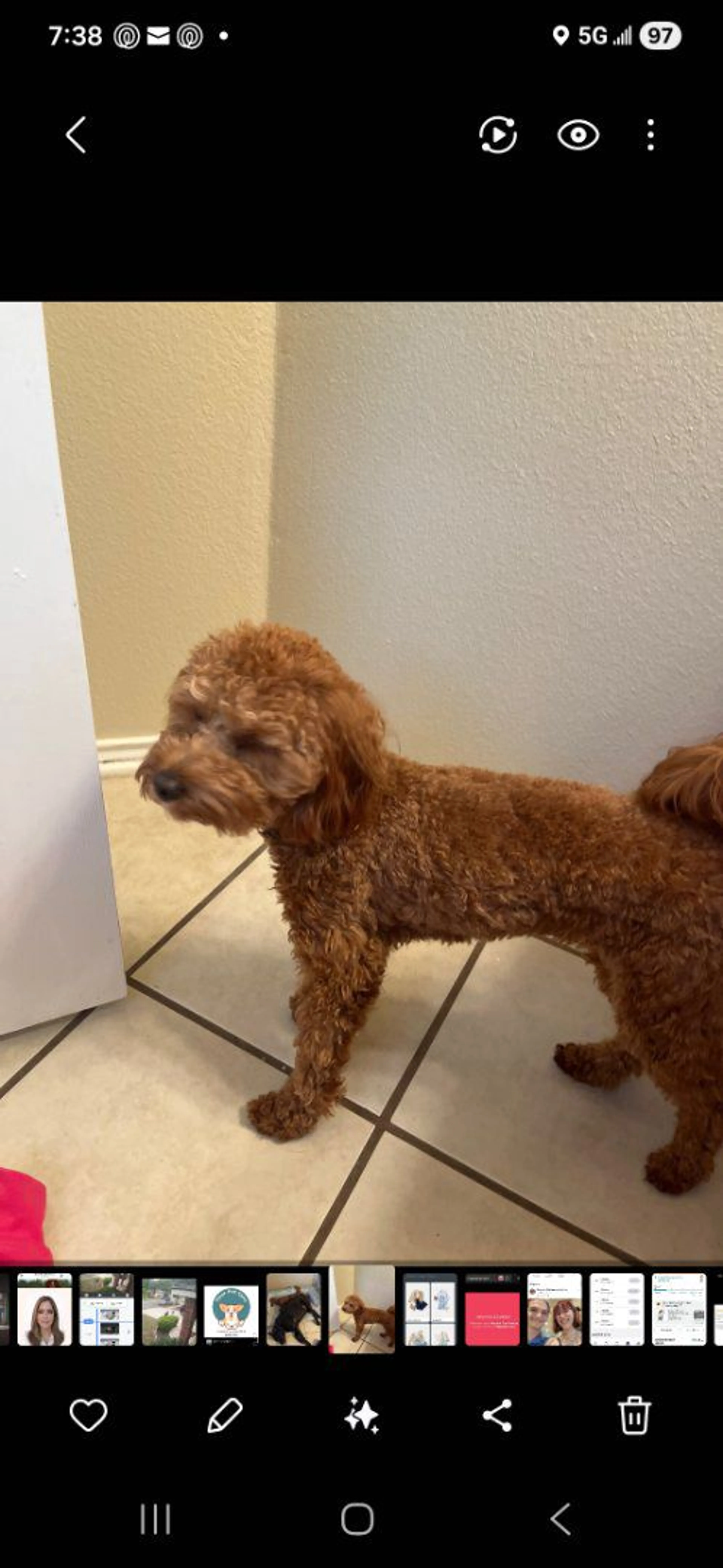 Lost pet