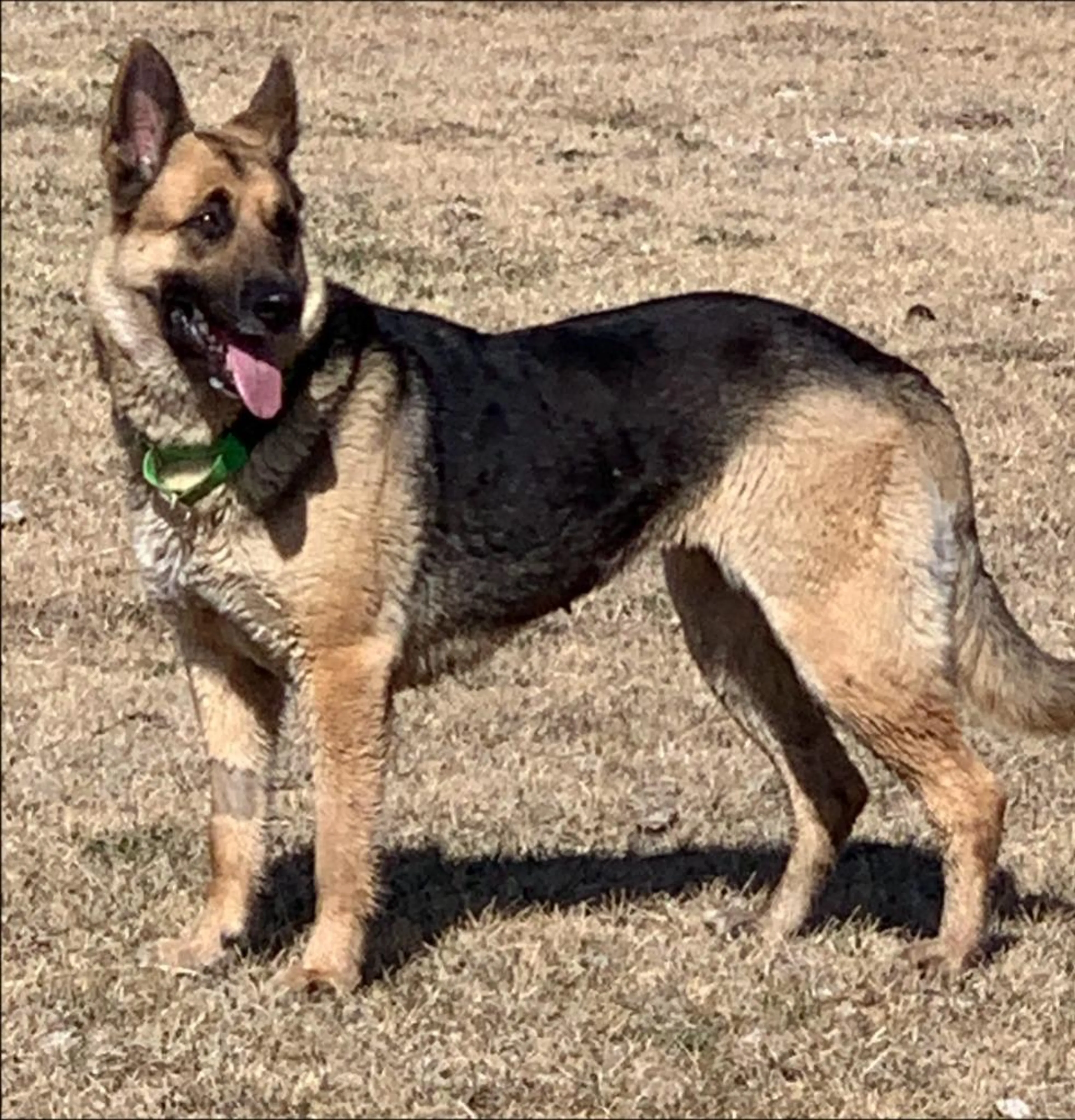 Found pet