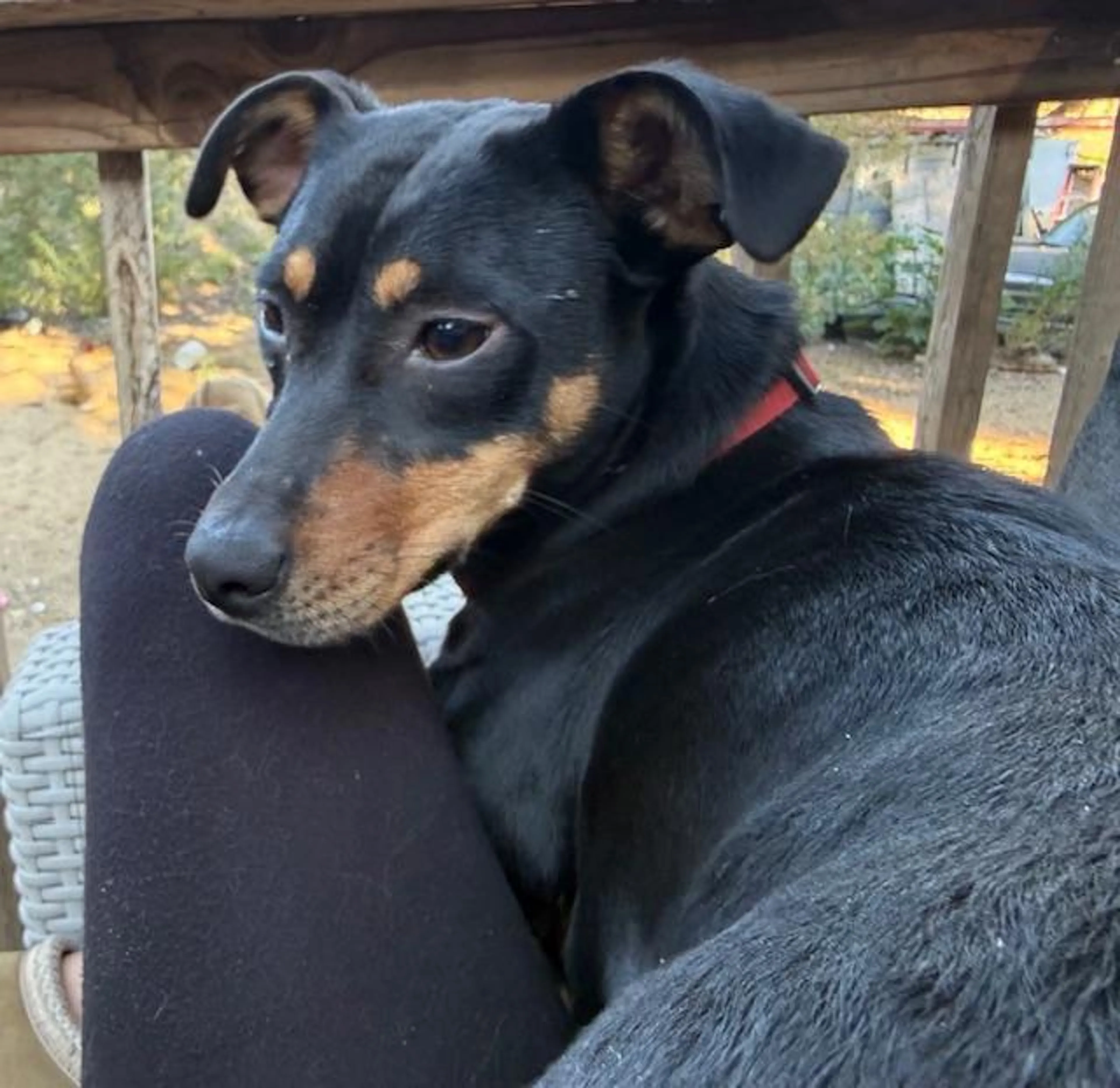 Found pet