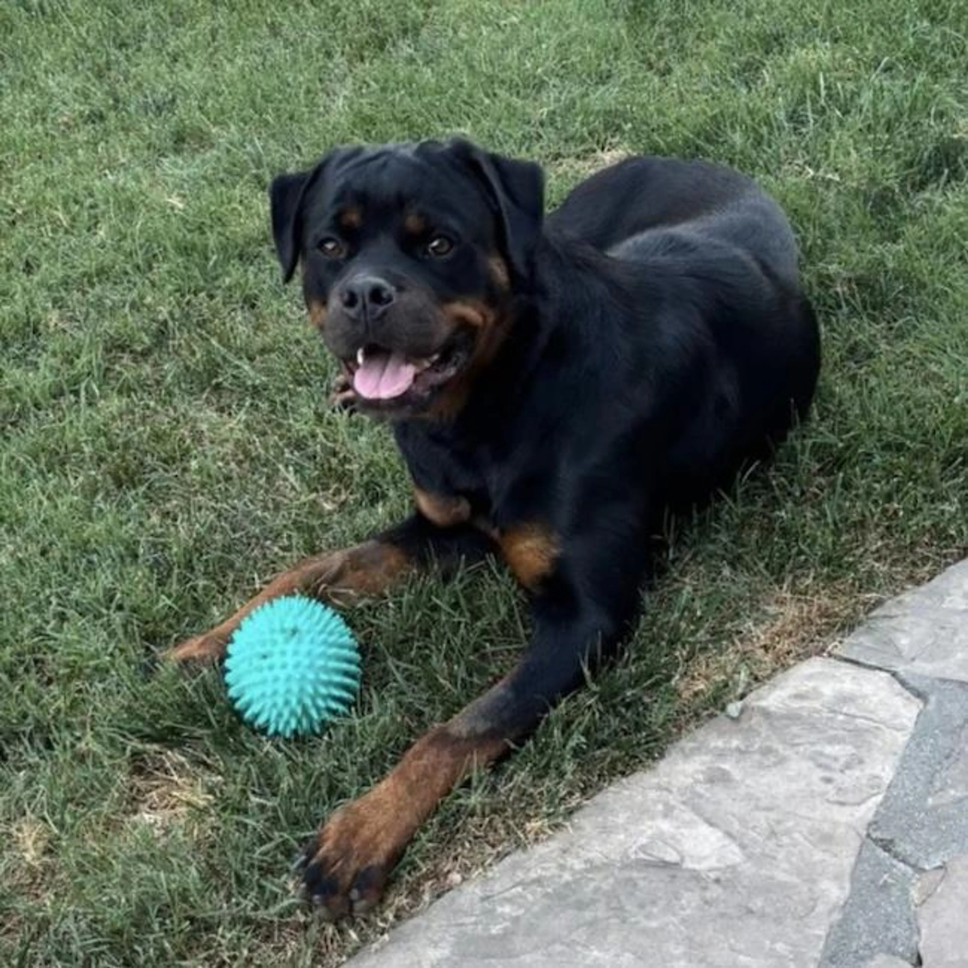 Found pet-0