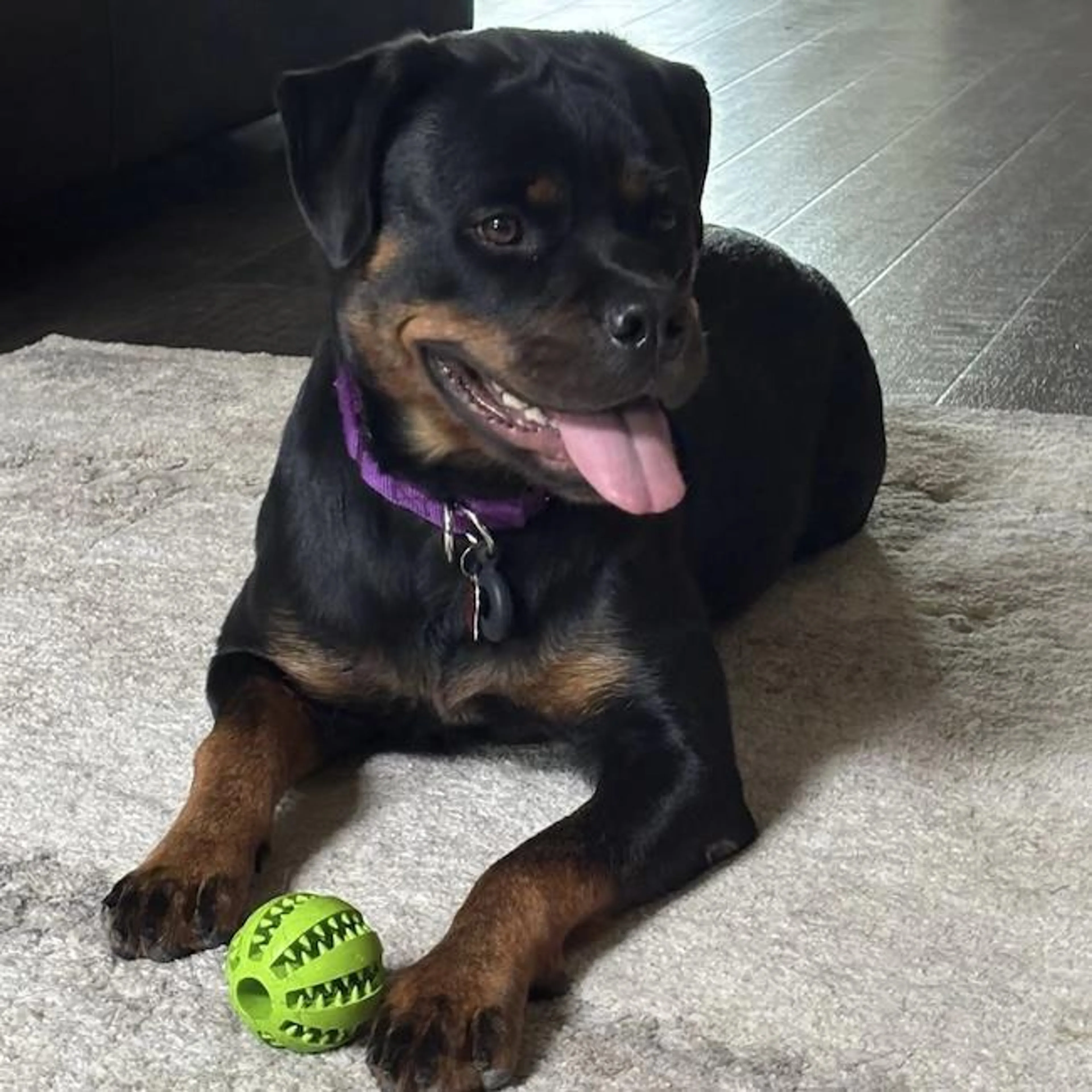 Found pet-1