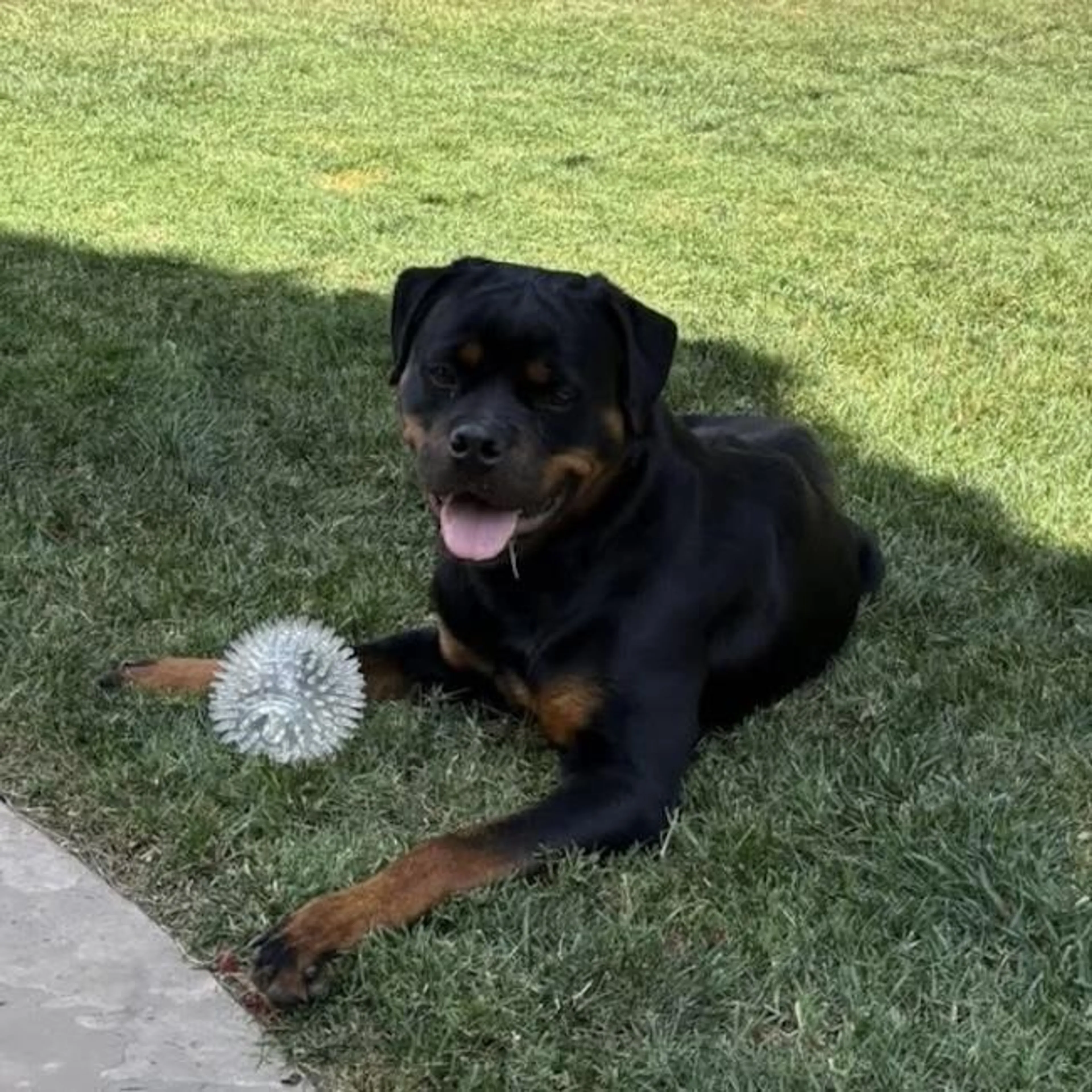 Found pet-2